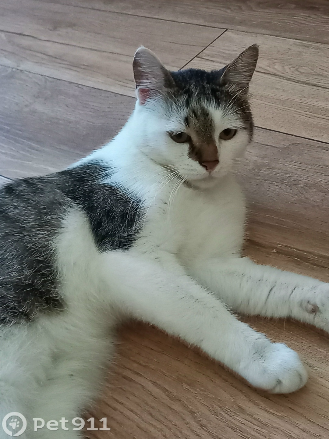 Найдена кошка в Ставрополе — фото объявления