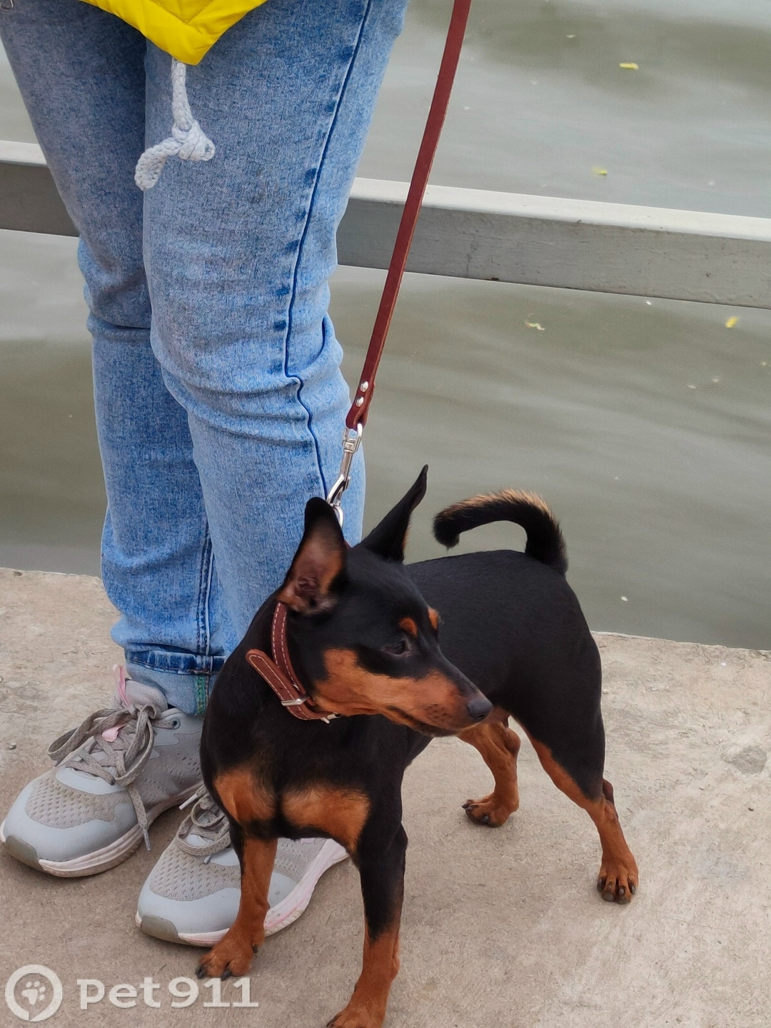 Пропала собака в Ставрополе — фото объявления