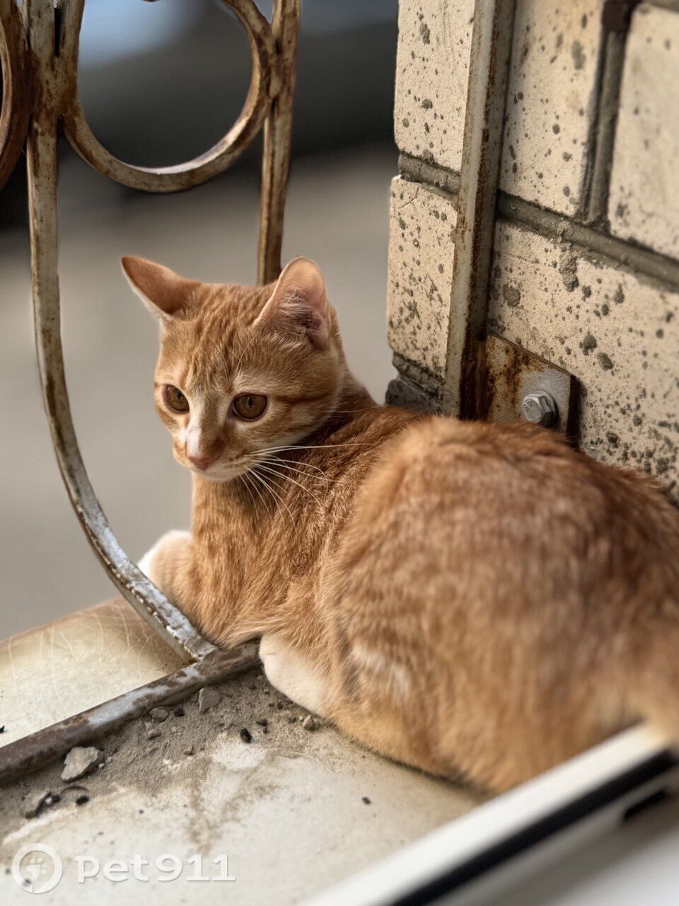 Пропала кошка в Ставрополе — фото объявления
