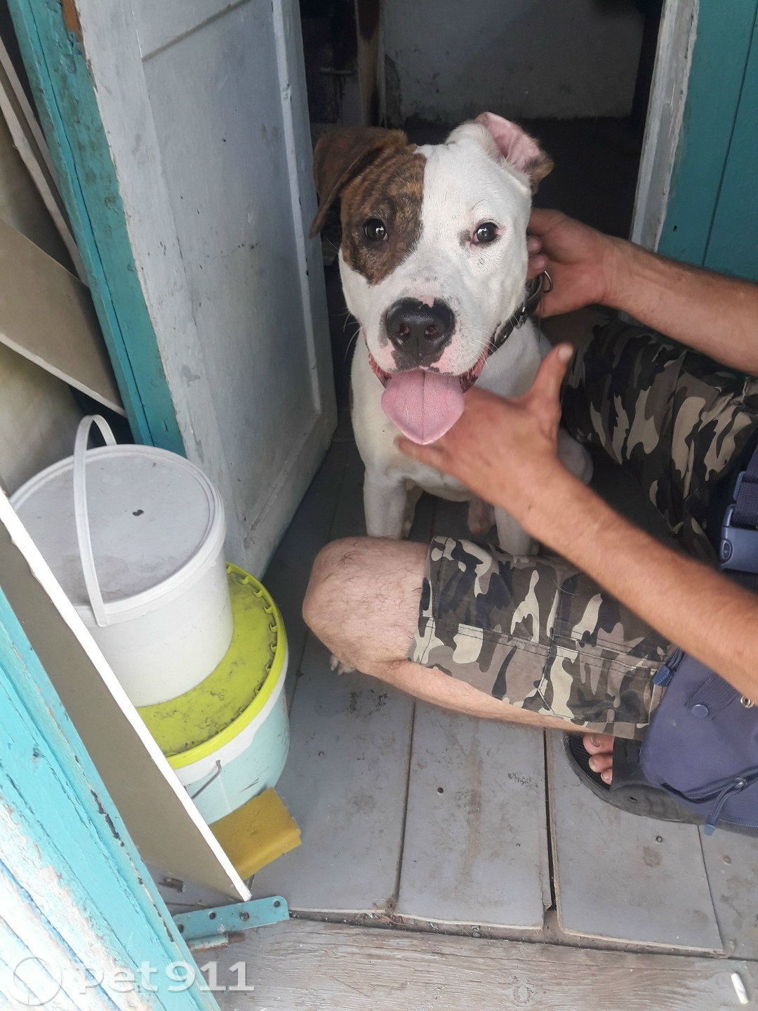 Найдена собака в Ставрополе — фото объявления