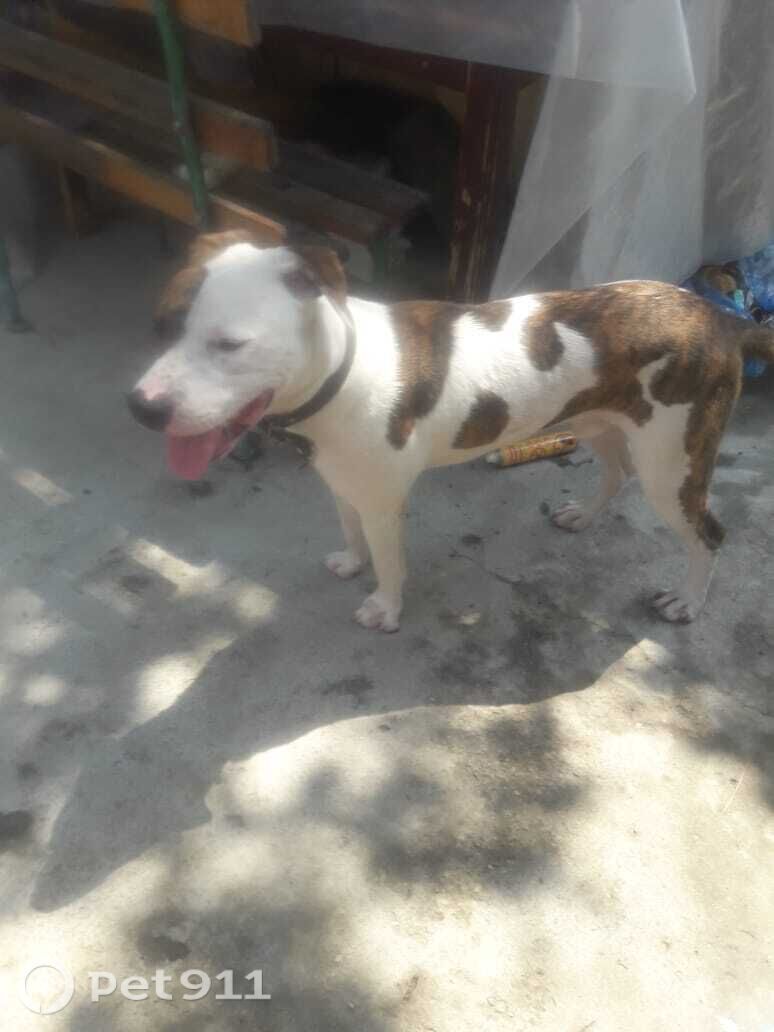 Найдена собака в Ставрополе — фото объявления