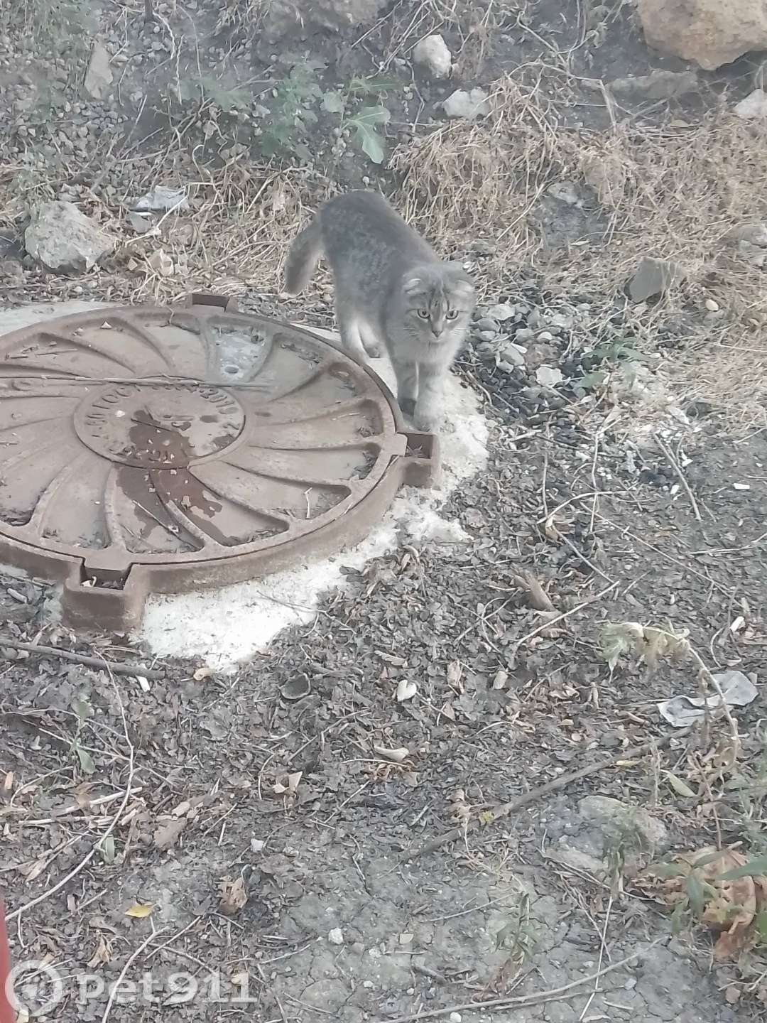Найдена кошка в Ставрополе — фото объявления