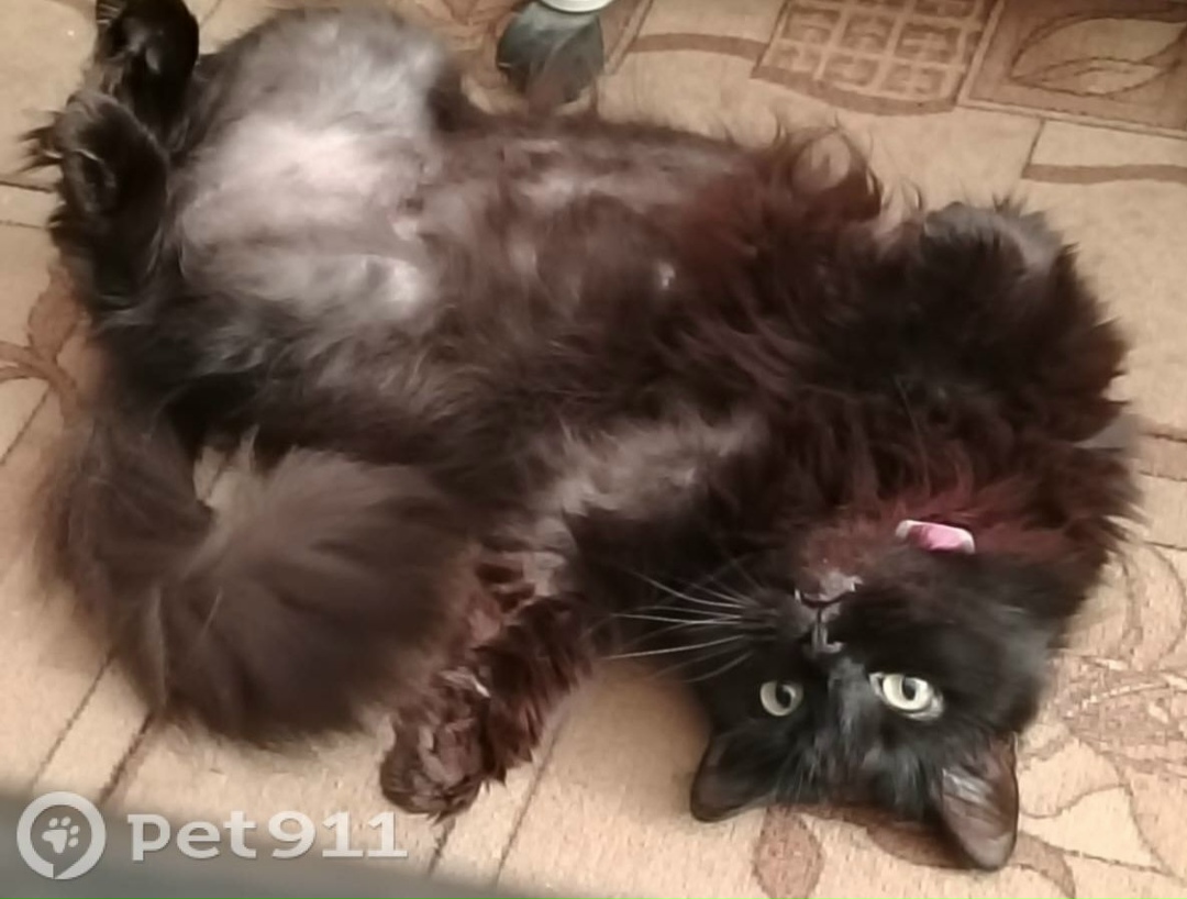 Пропала кошка в Ставрополе — фото объявления