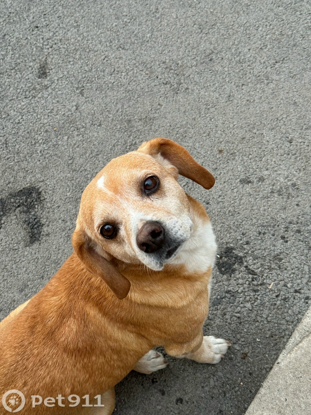 Пропала собака в Ставрополе — фото объявления