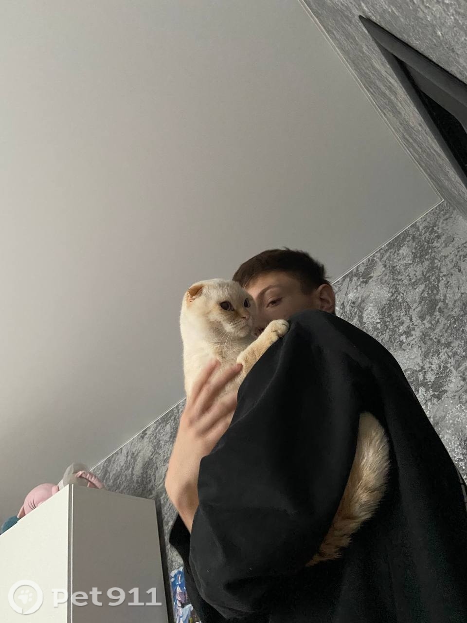 Пропала кошка в Ставрополе — фото объявления