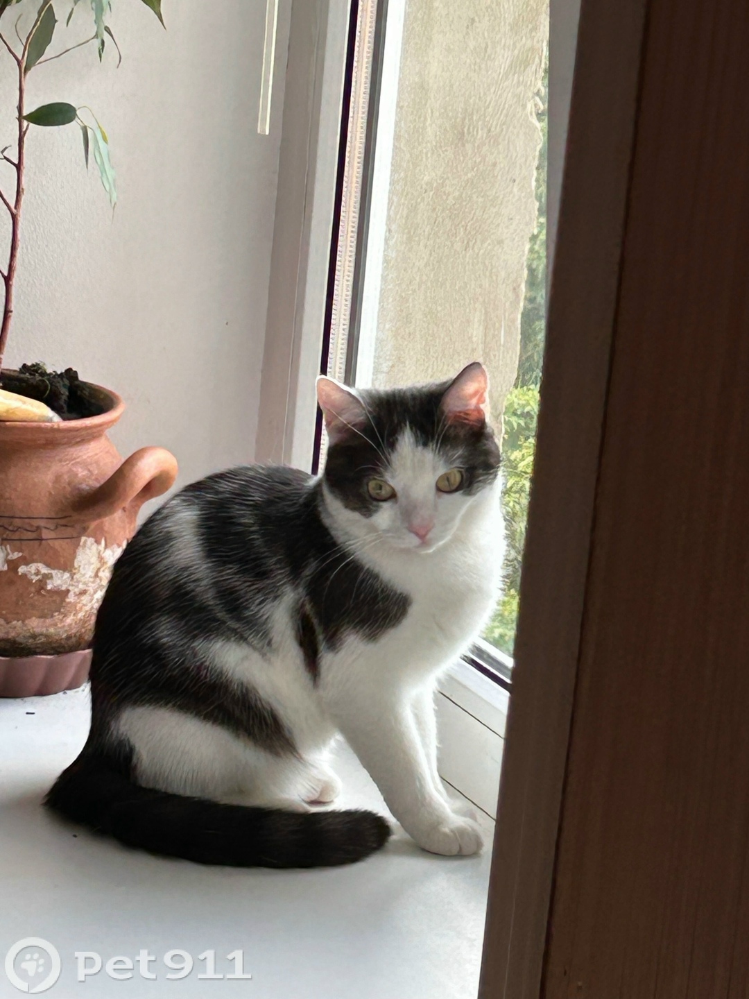 Пропала кошка в Ставрополе — фото объявления