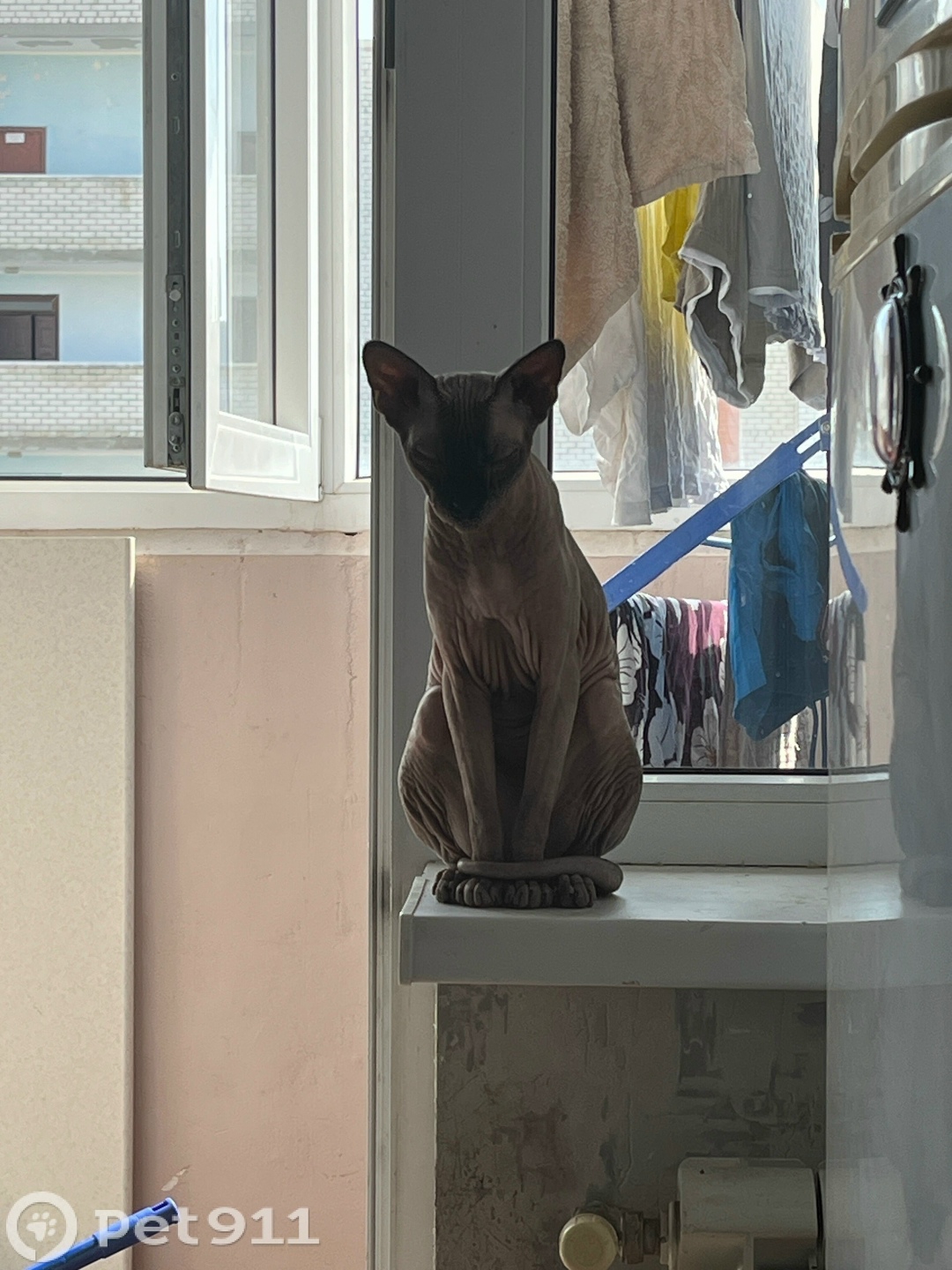 Пропала кошка в Ставрополе — фото объявления