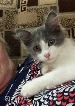 Пропала кошка в Ставрополе — фото объявления