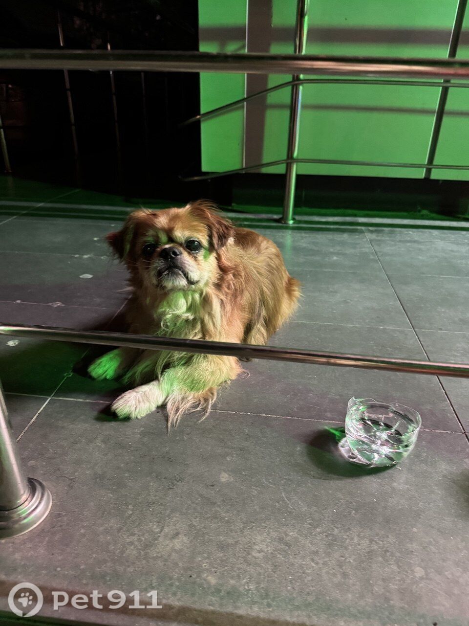 Найдена собака в Ставрополе — фото объявления