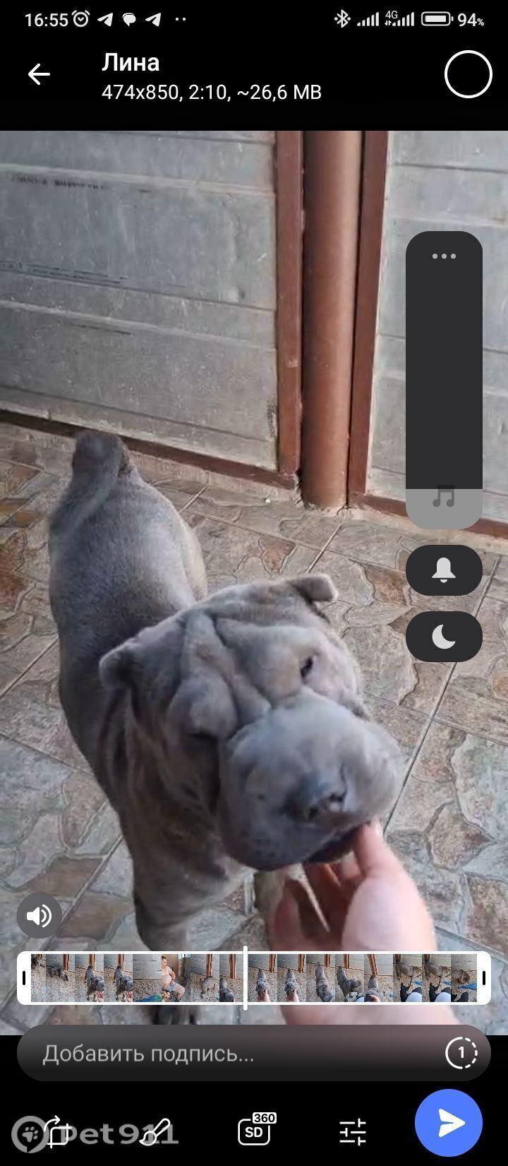 Пропала собака в Ставрополе — фото объявления