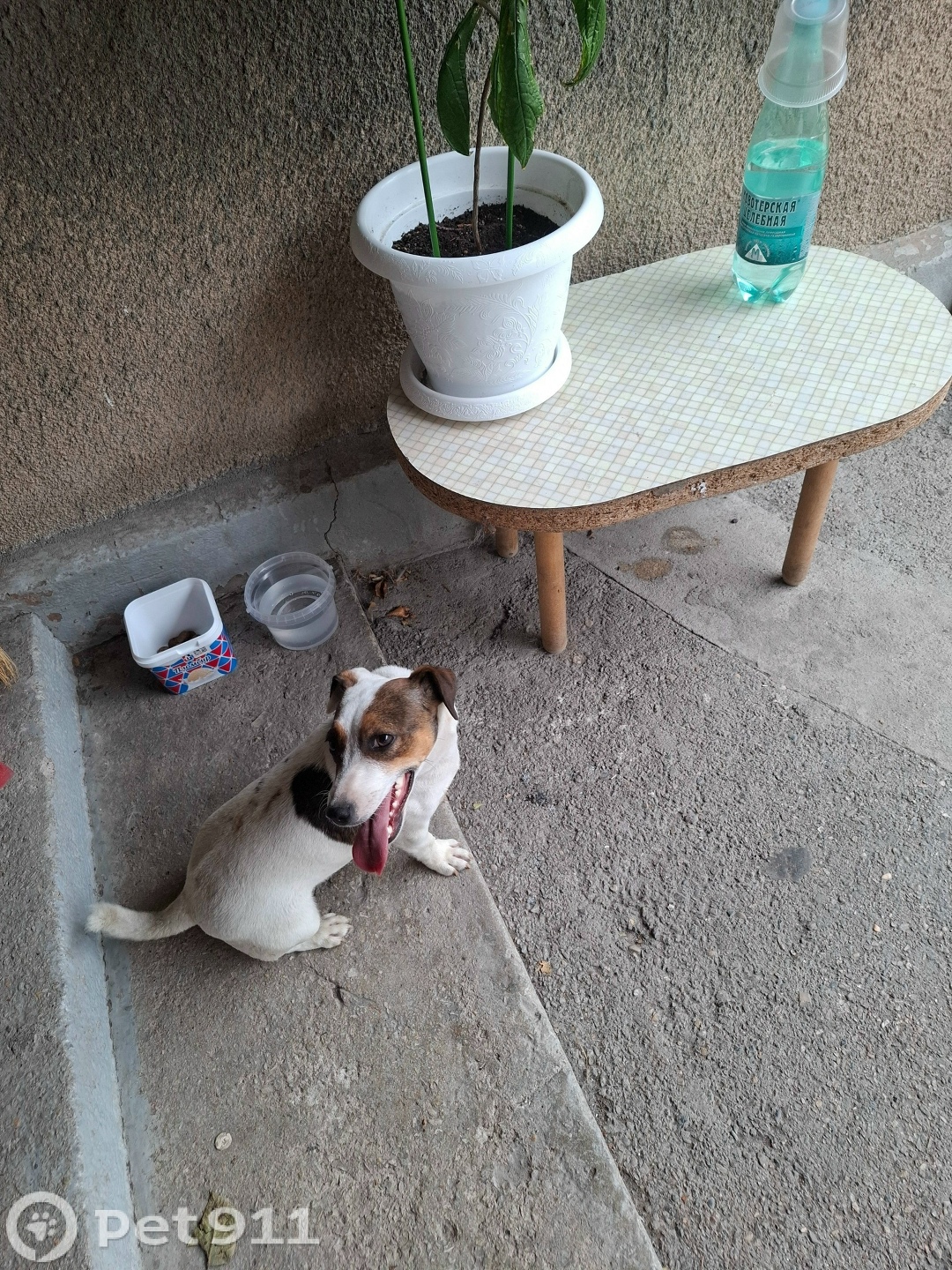 Найдена собака в Ставрополе — фото объявления