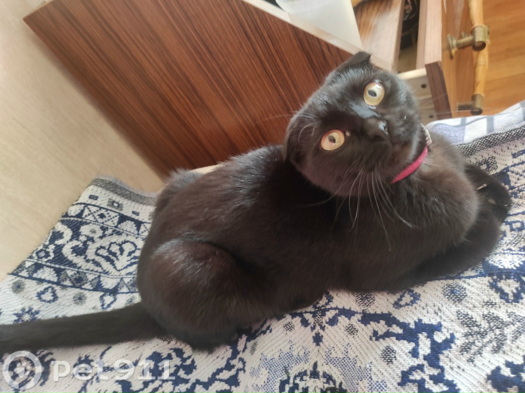 Найдена кошка в Ставрополе — фото объявления