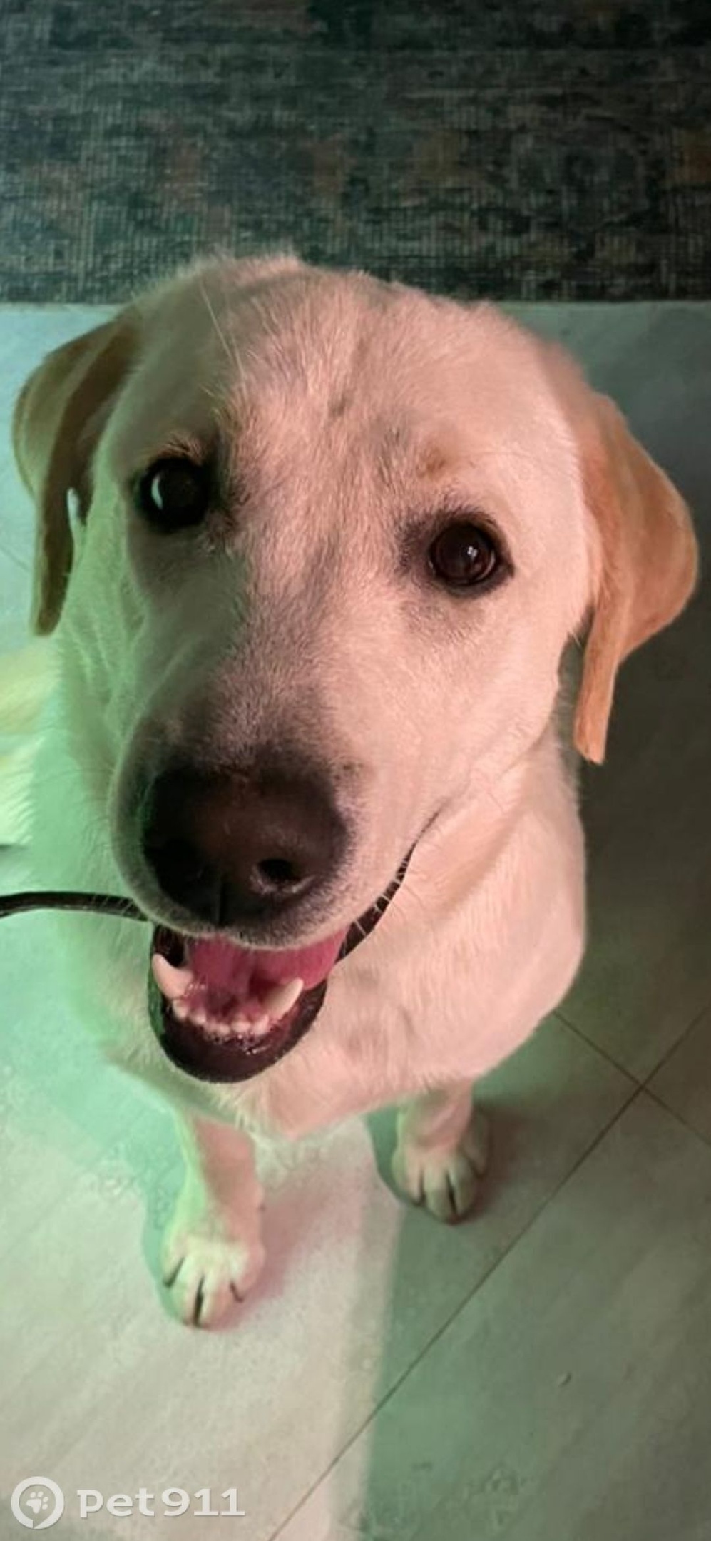 Пропала собака в Ставрополе — фото объявления