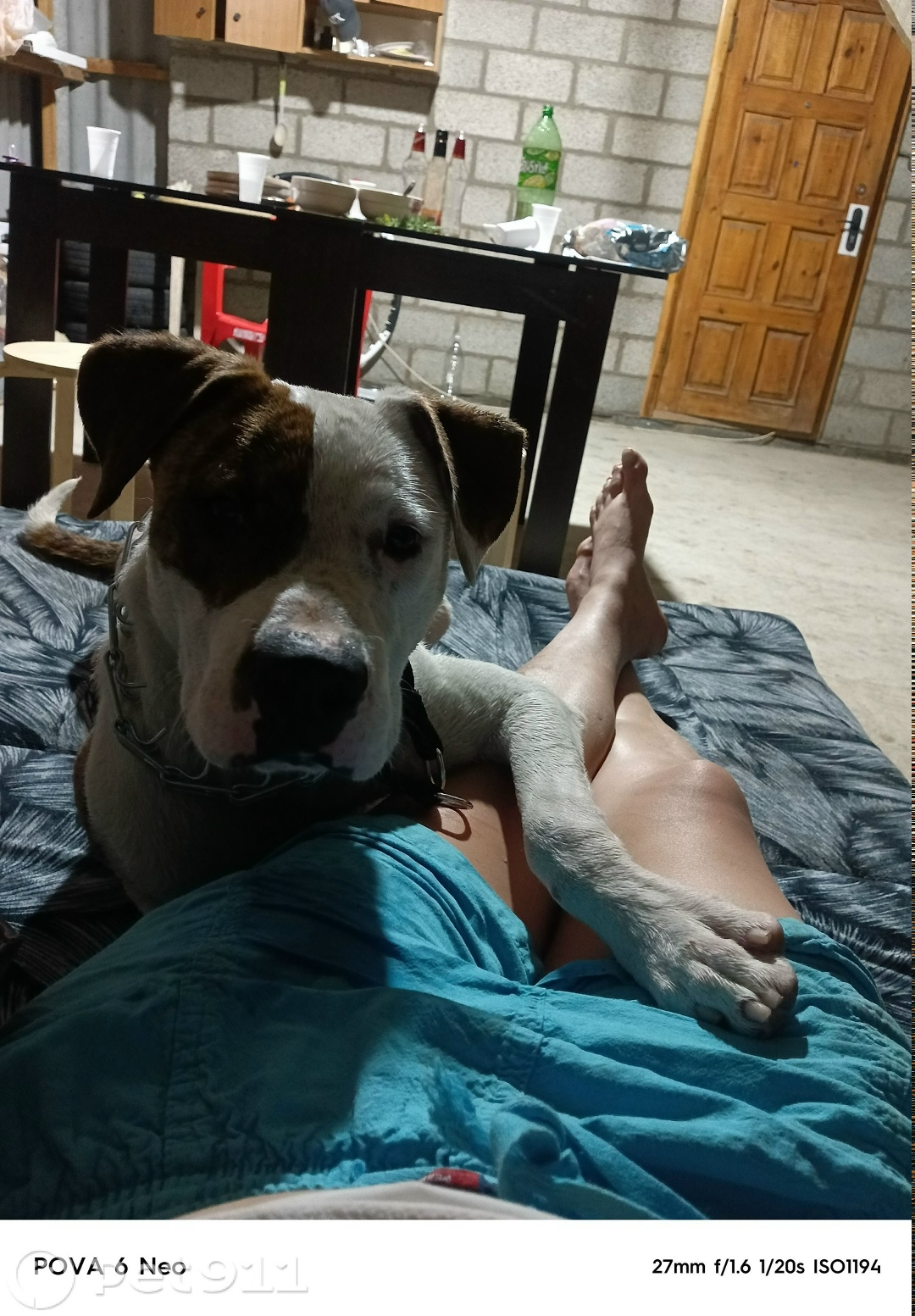 Пропала собака в Ставрополе — фото объявления