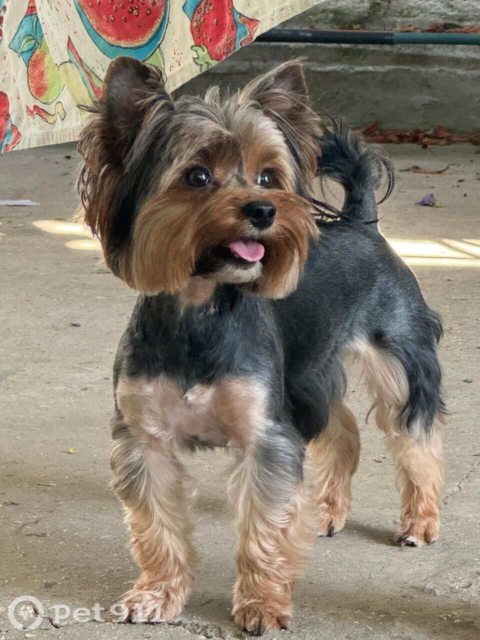 Пропала собака в Ставрополе — фото объявления