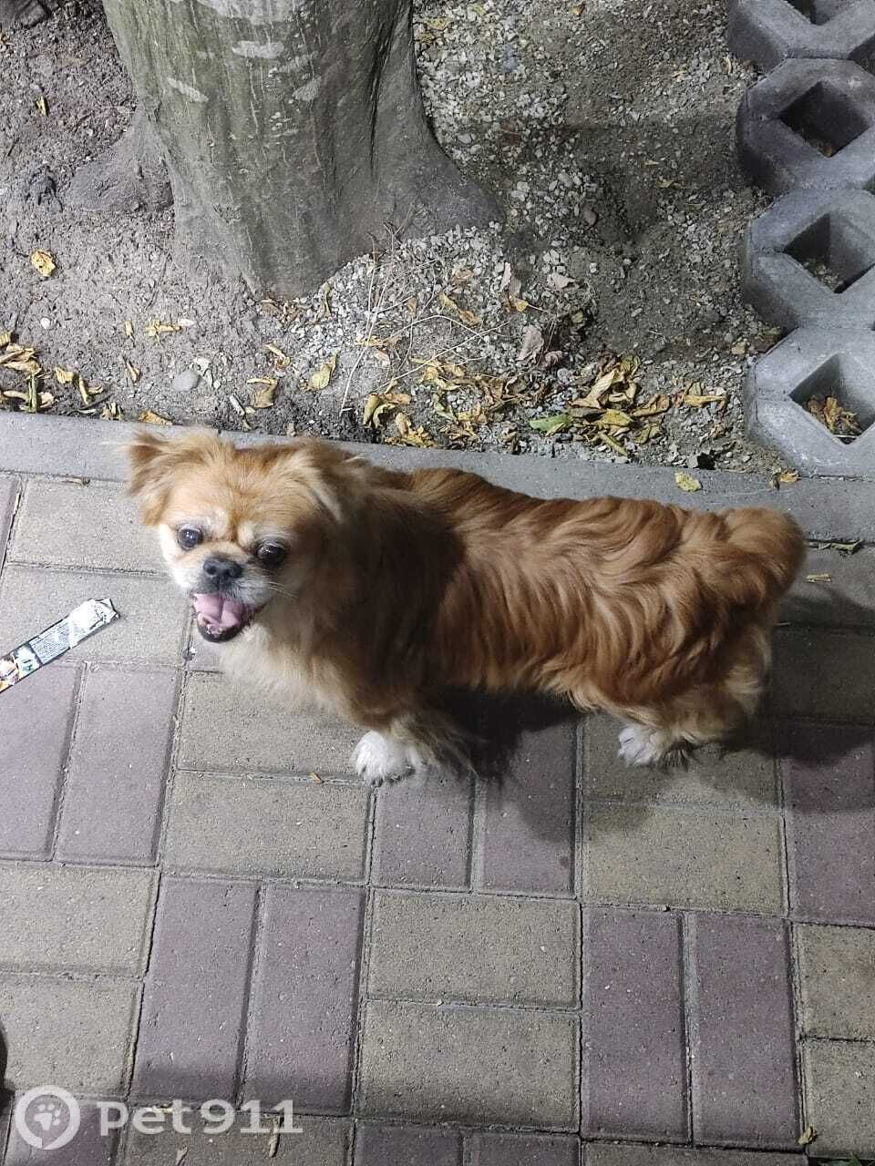 Найдена собака в Ставрополе — фото объявления