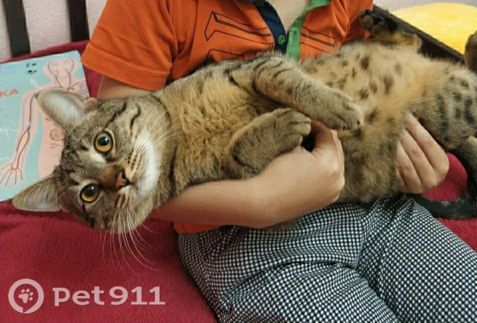 Пропала кошка в Ставрополе — фото объявления