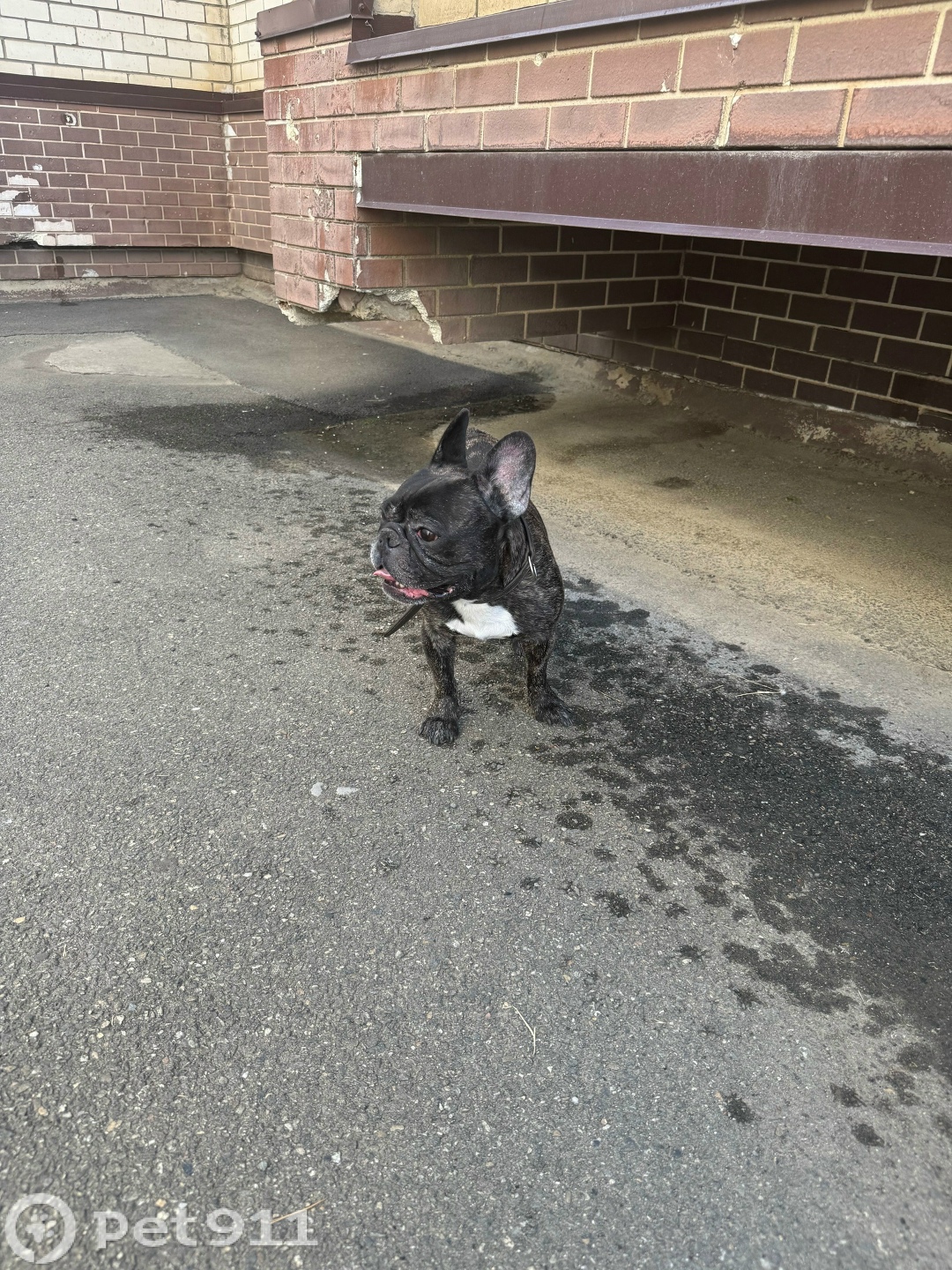 Найдена собака в Ставрополе — фото объявления