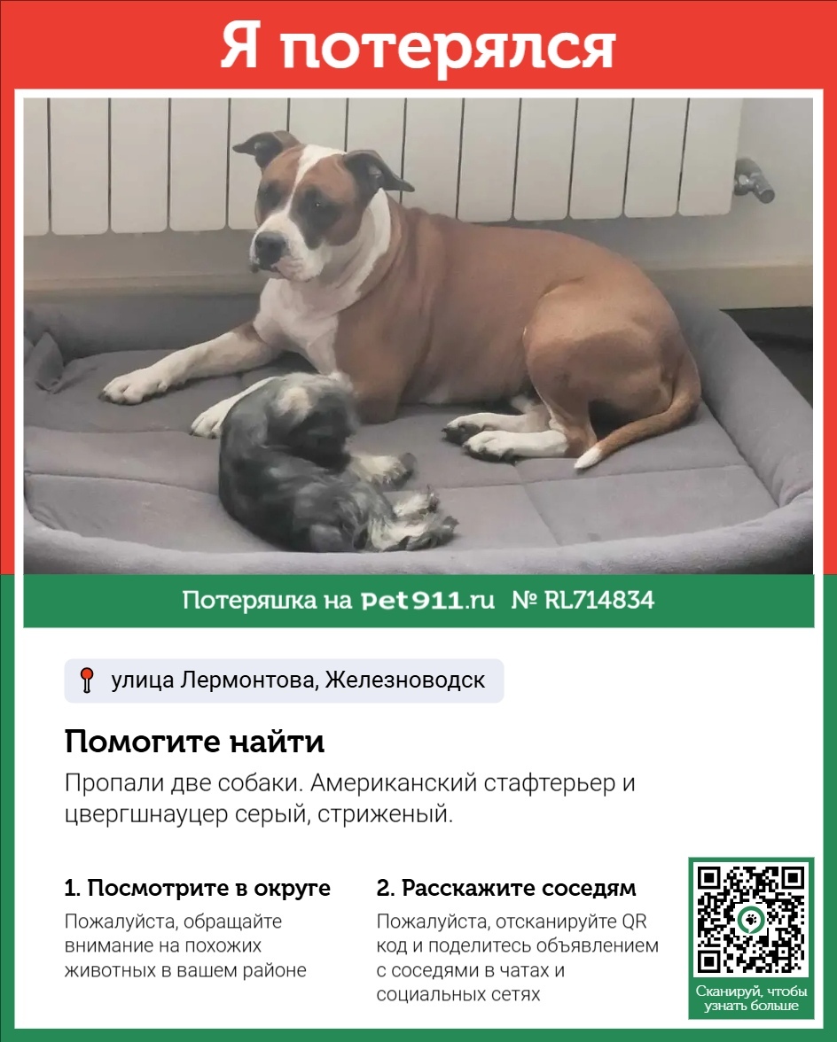 Пропала собака в Ставрополе — фото объявления