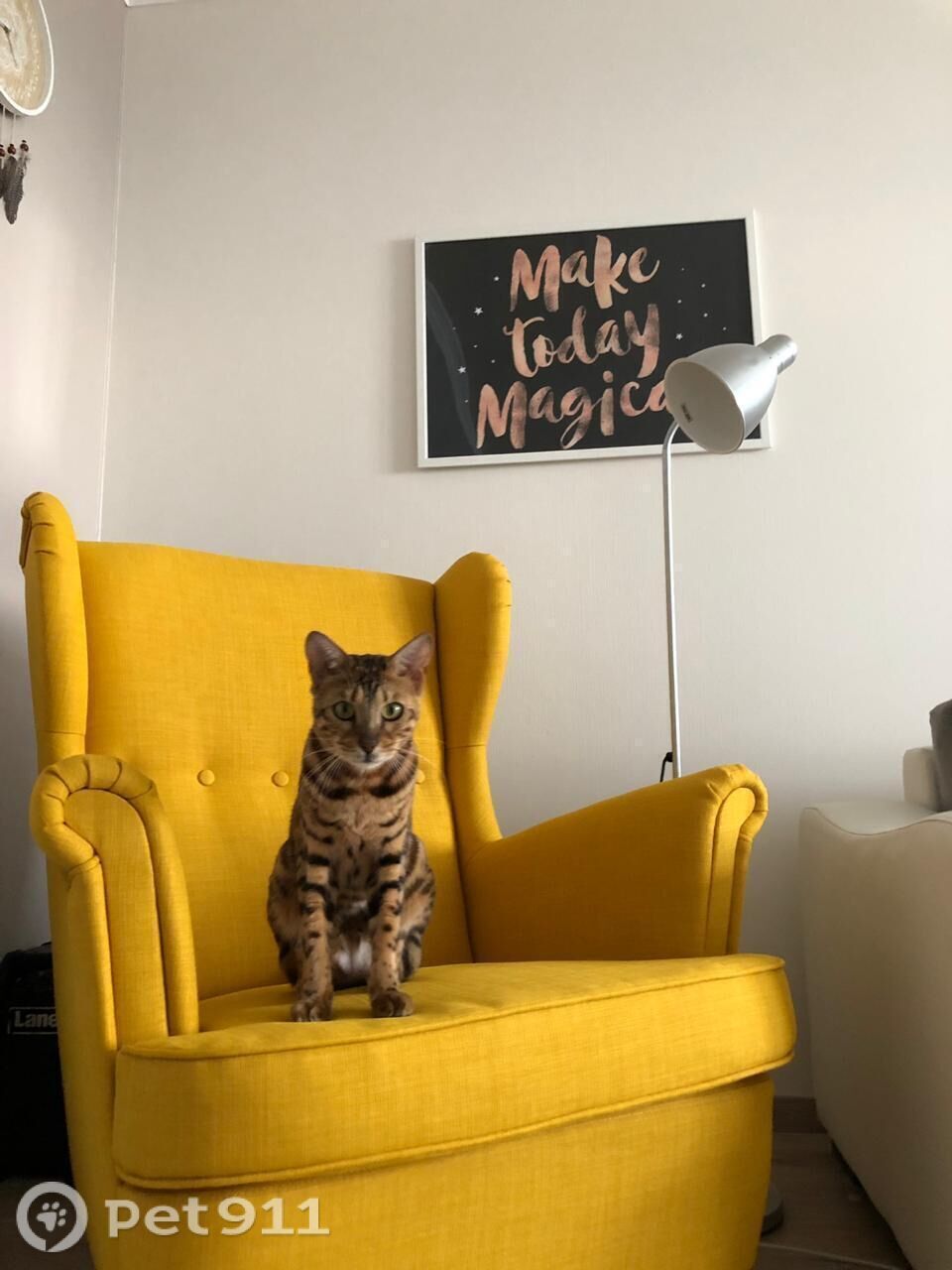 Пропала кошка в Ставрополе — фото объявления