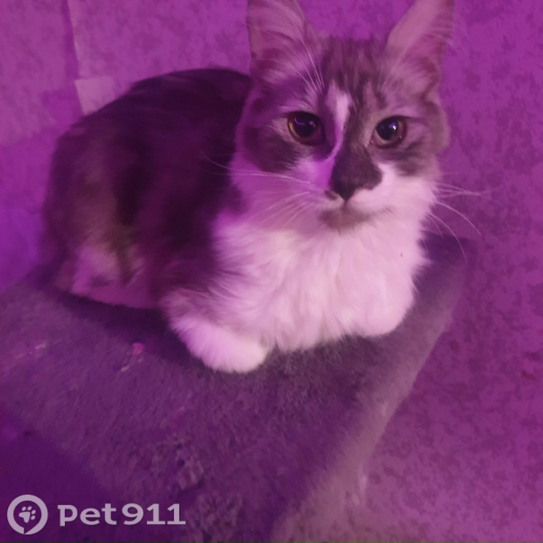 Пропала кошка в Ставрополе — фото объявления