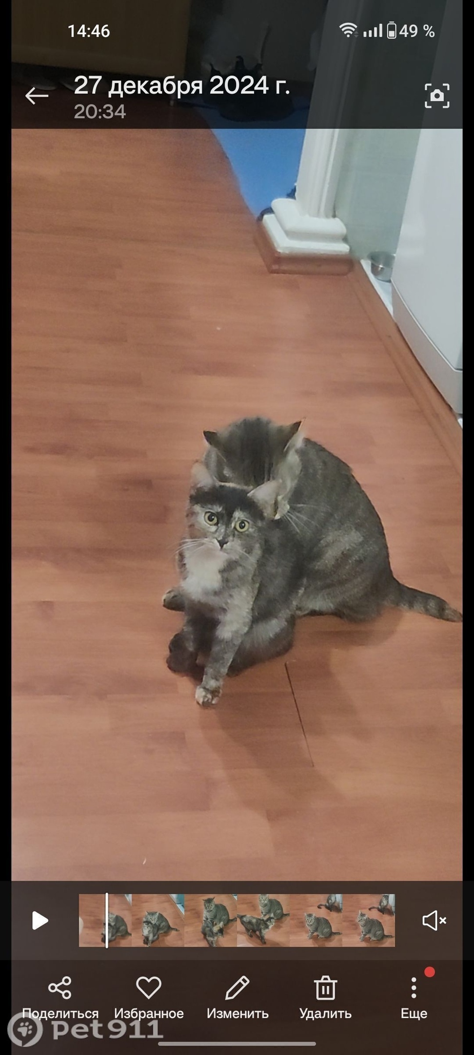 Пропала кошка в Ставрополе — фото объявления