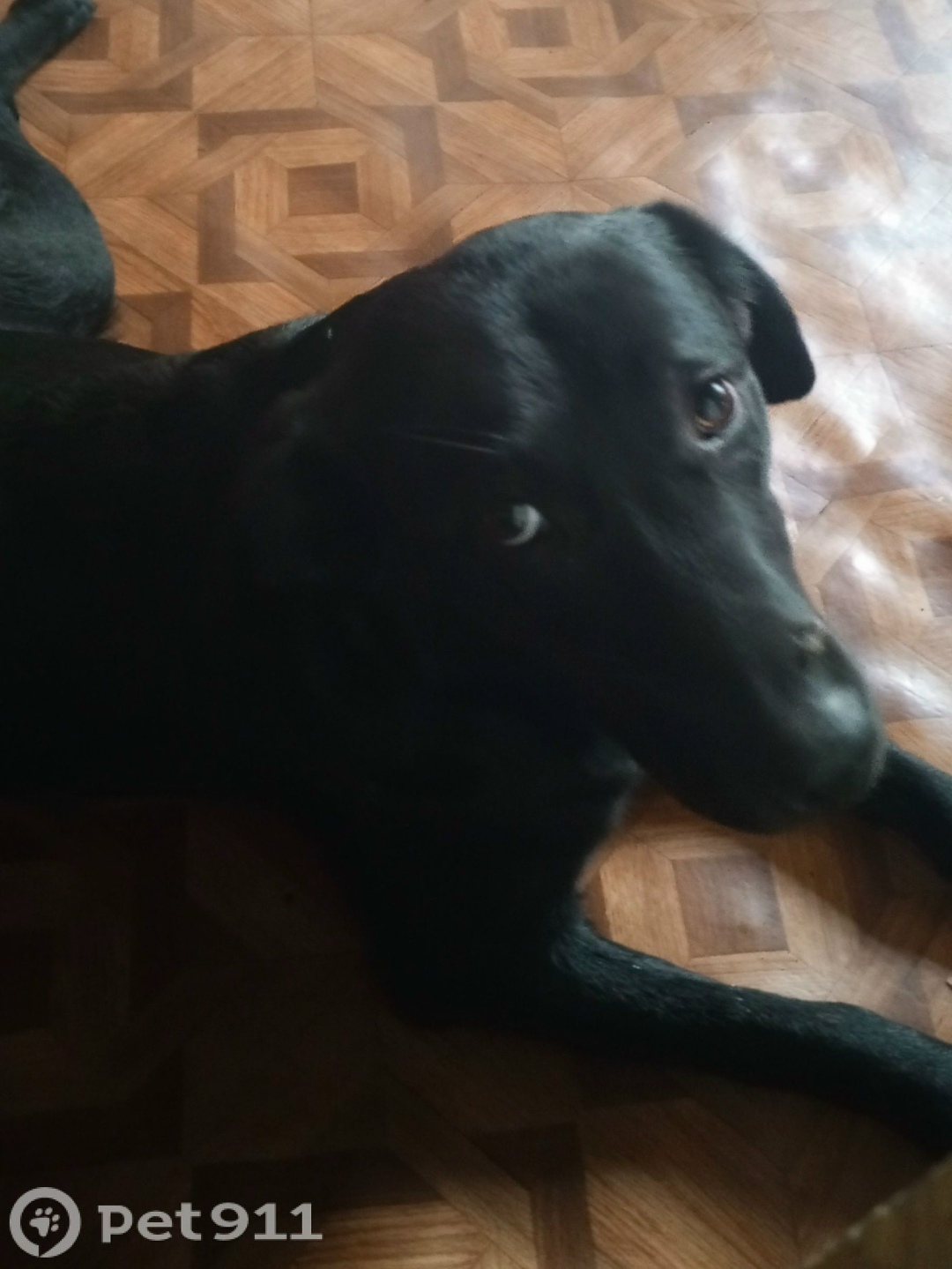 Пропала собака в Ставрополе — фото объявления