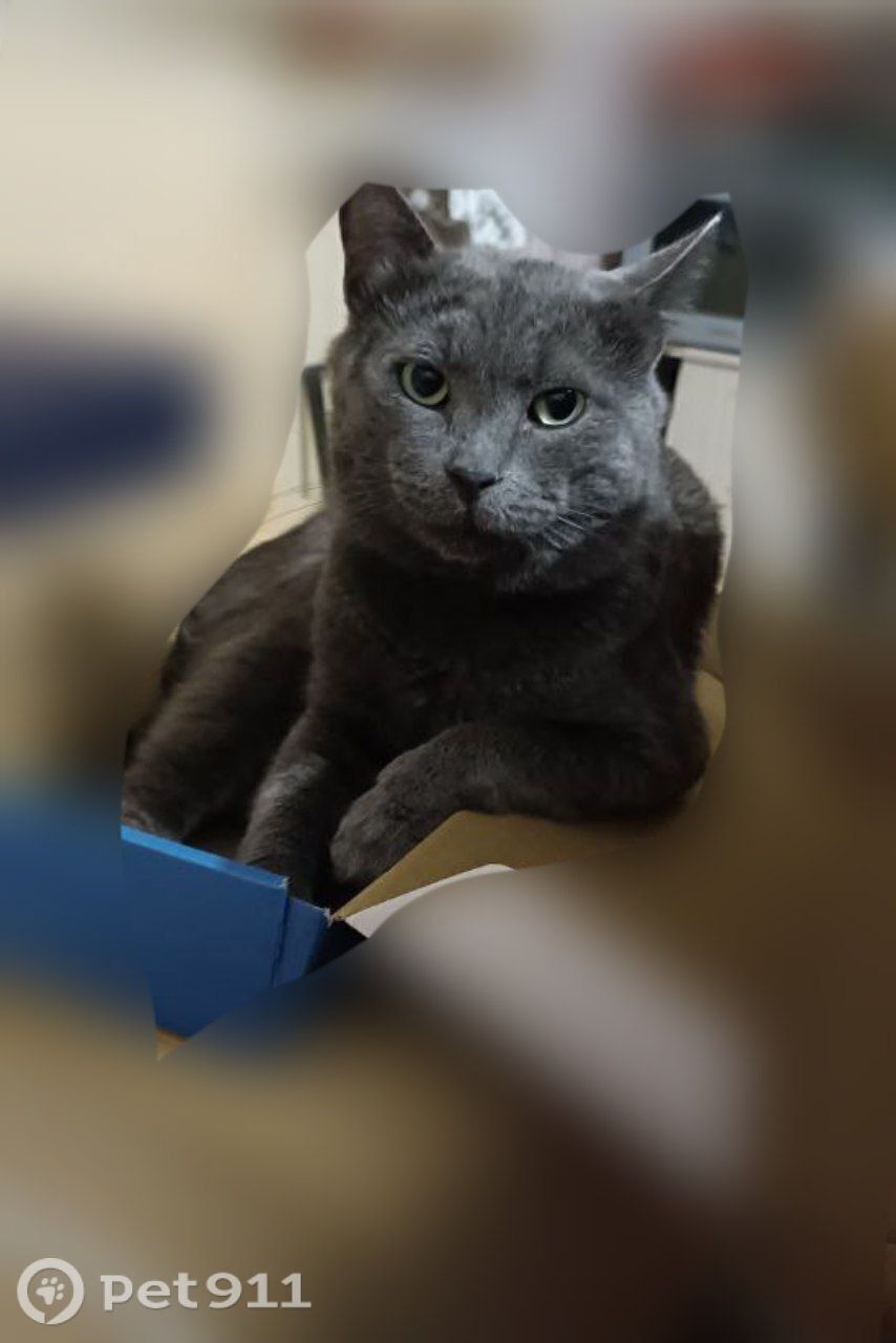 Пропала кошка в Ставрополе — фото объявления