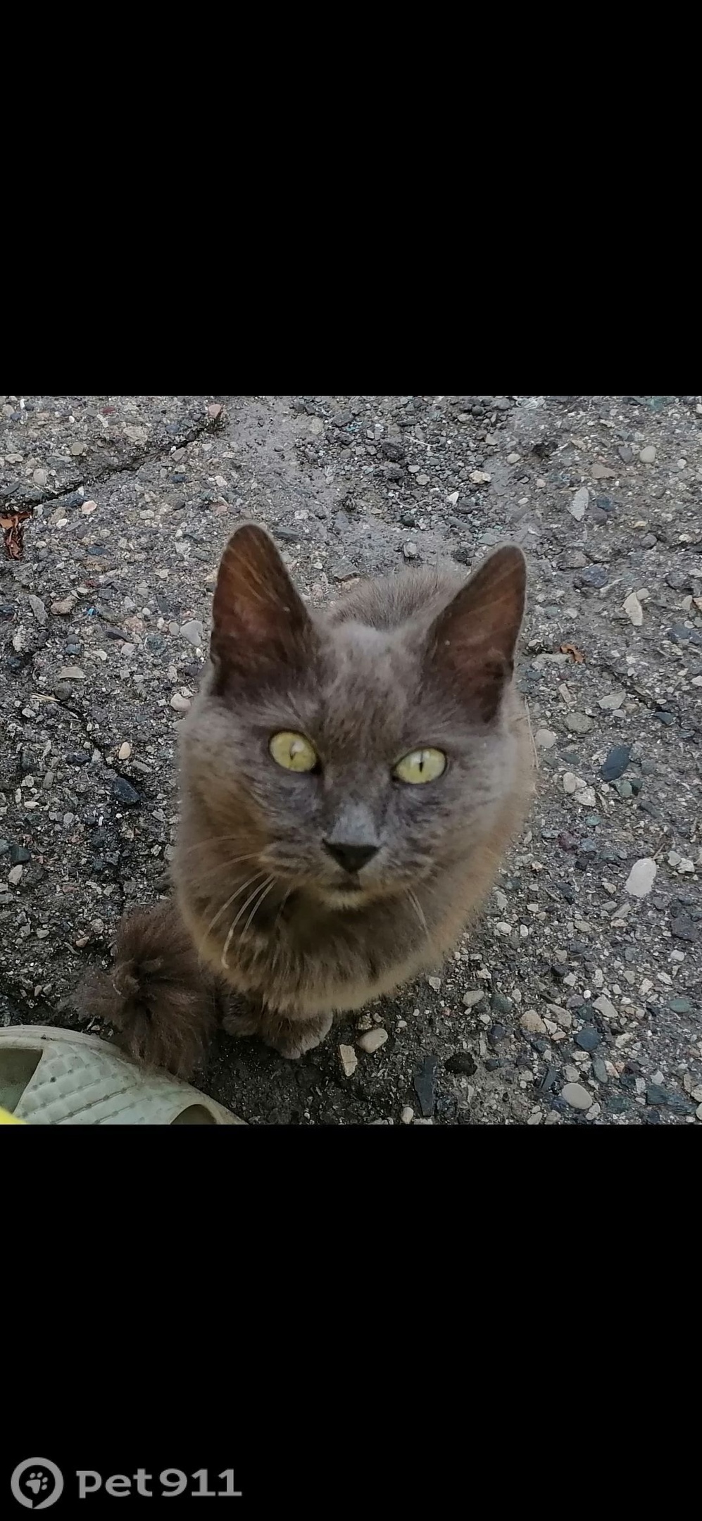 Пропала кошка в Ставрополе — фото объявления