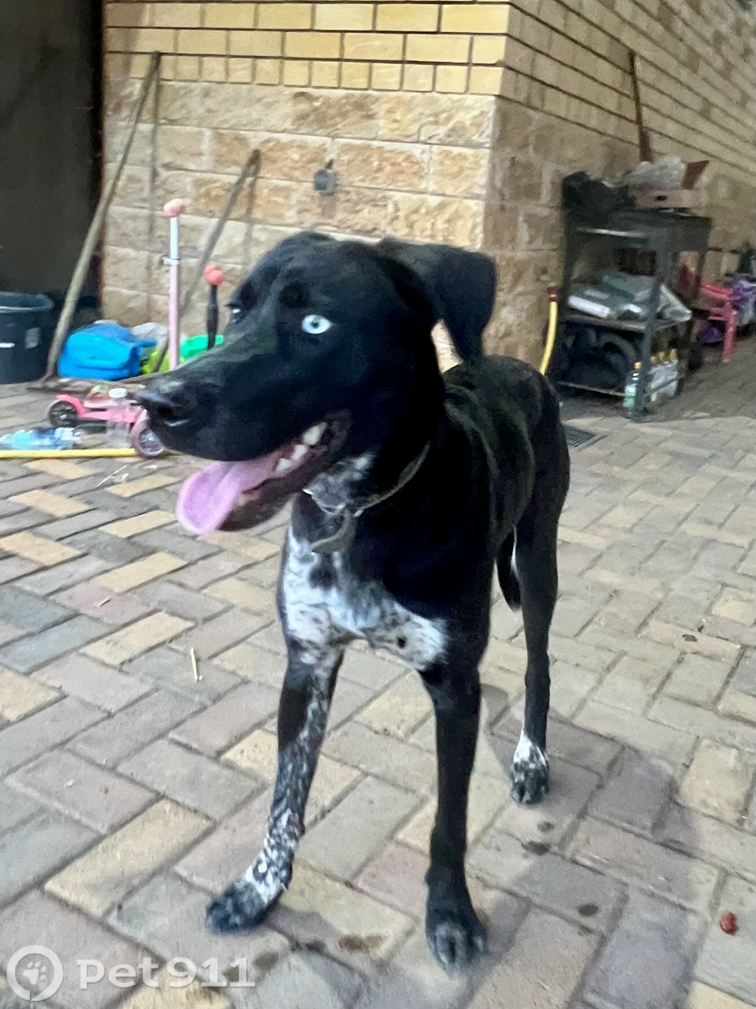 Найдена собака в Ставрополе — фото объявления