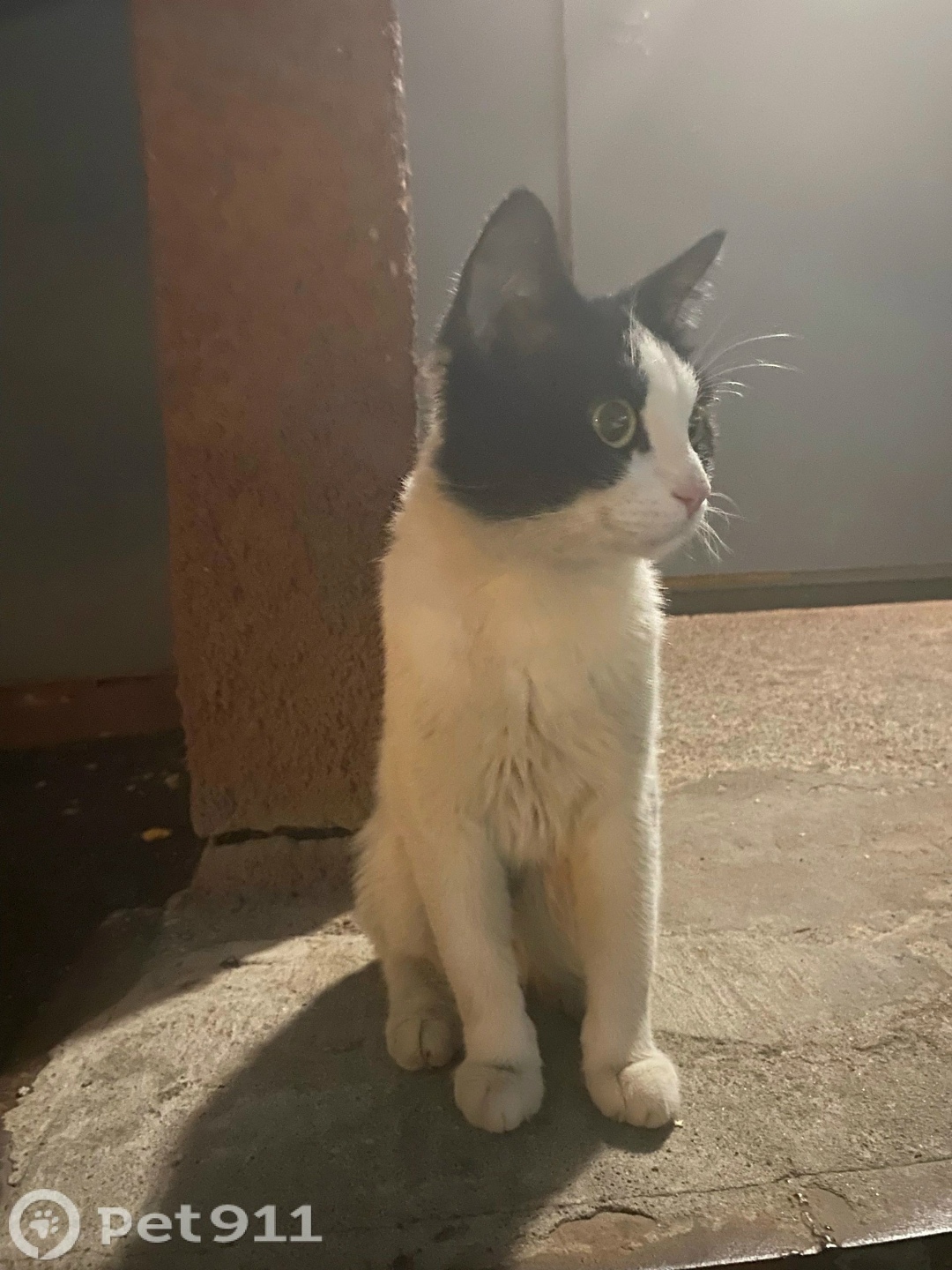 Найдена кошка в Ставрополе — фото объявления