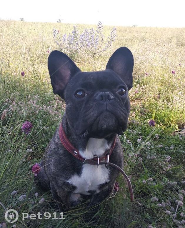 Пропала собака в Ставрополе — фото объявления