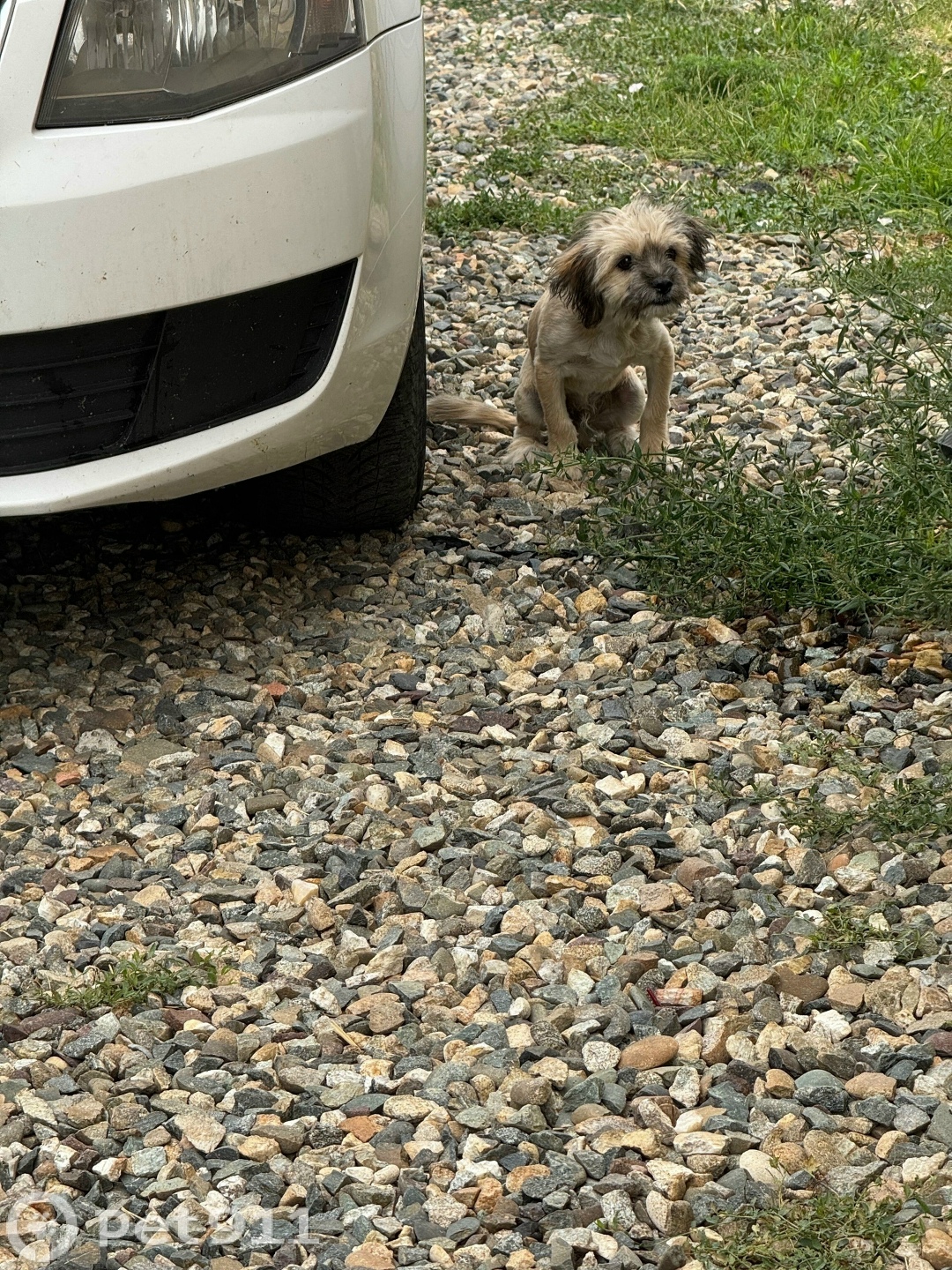 Найдена собака в Ставрополе — фото объявления