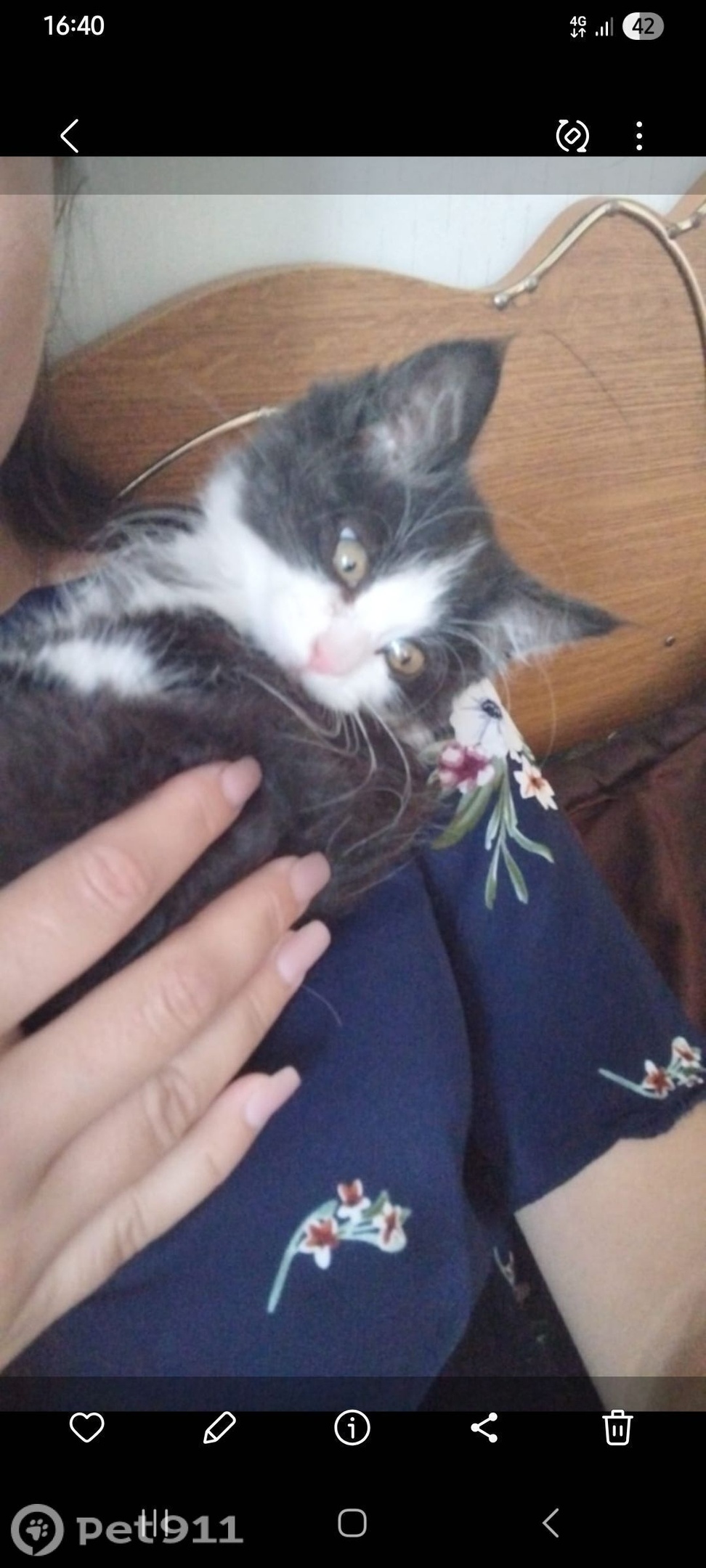 Пропала кошка в Ставрополе — фото объявления