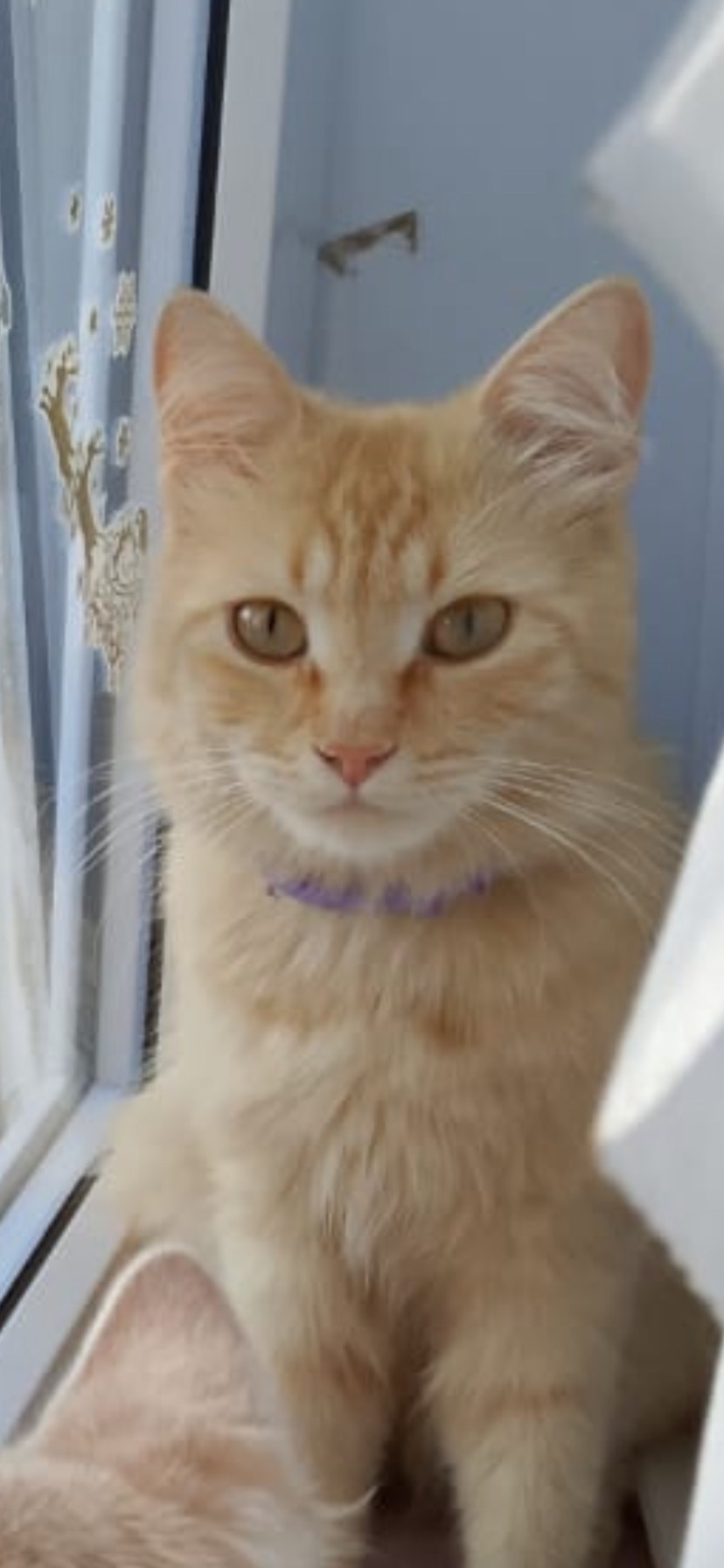 Пропала кошка в Ставрополе — фото объявления