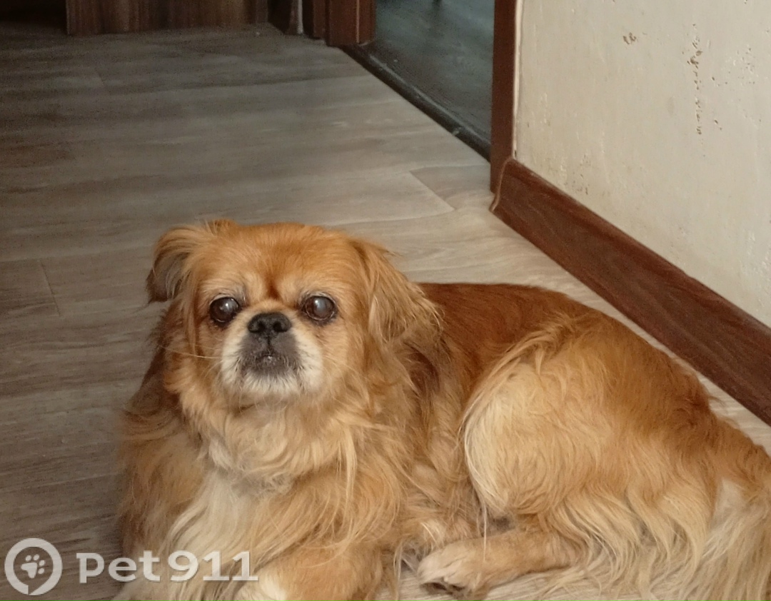 Найдена собака в Ставрополе — фото объявления