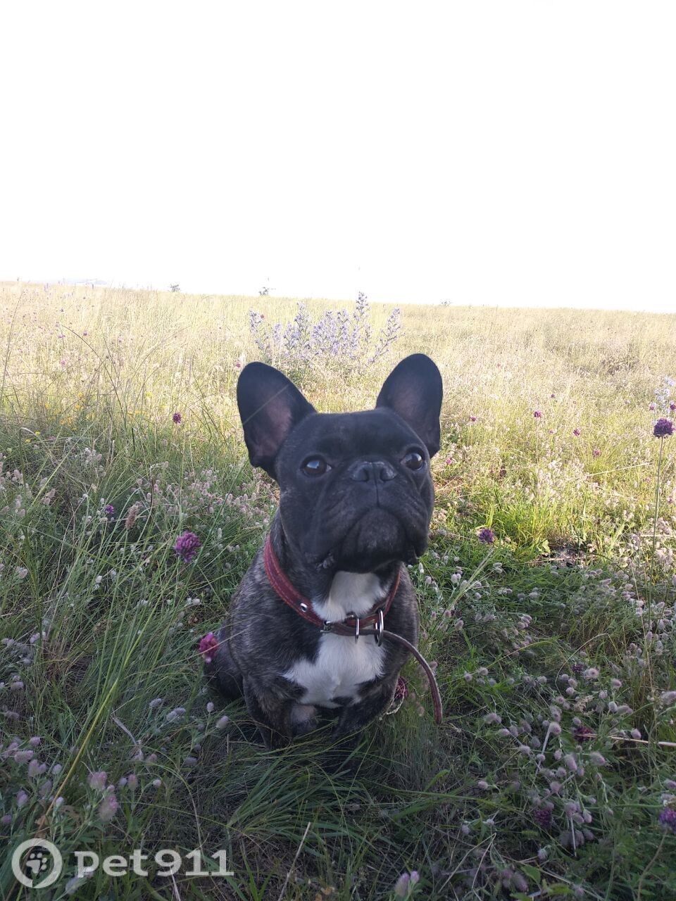 Пропала собака в Ставрополе — фото объявления