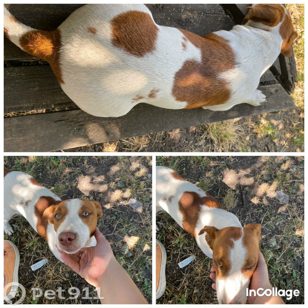 Найдена собака в Ставрополе — фото объявления