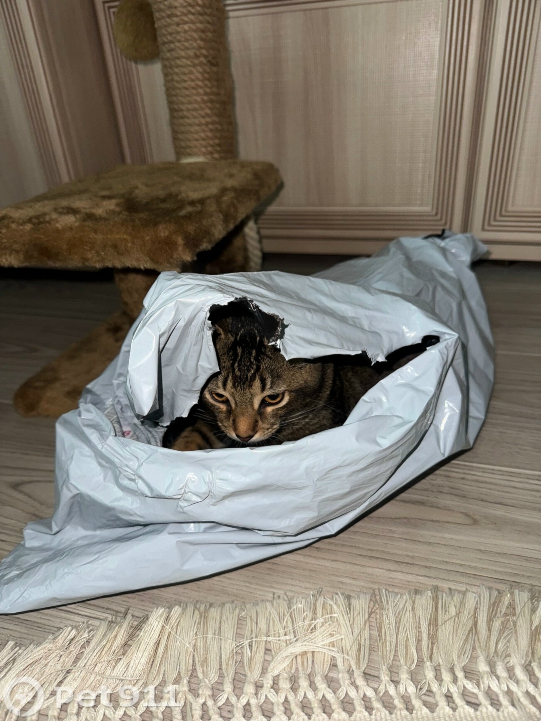 Пропала кошка в Ставрополе — фото объявления