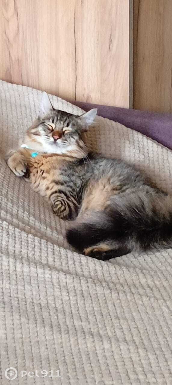 Пропала кошка в Ставрополе — фото объявления