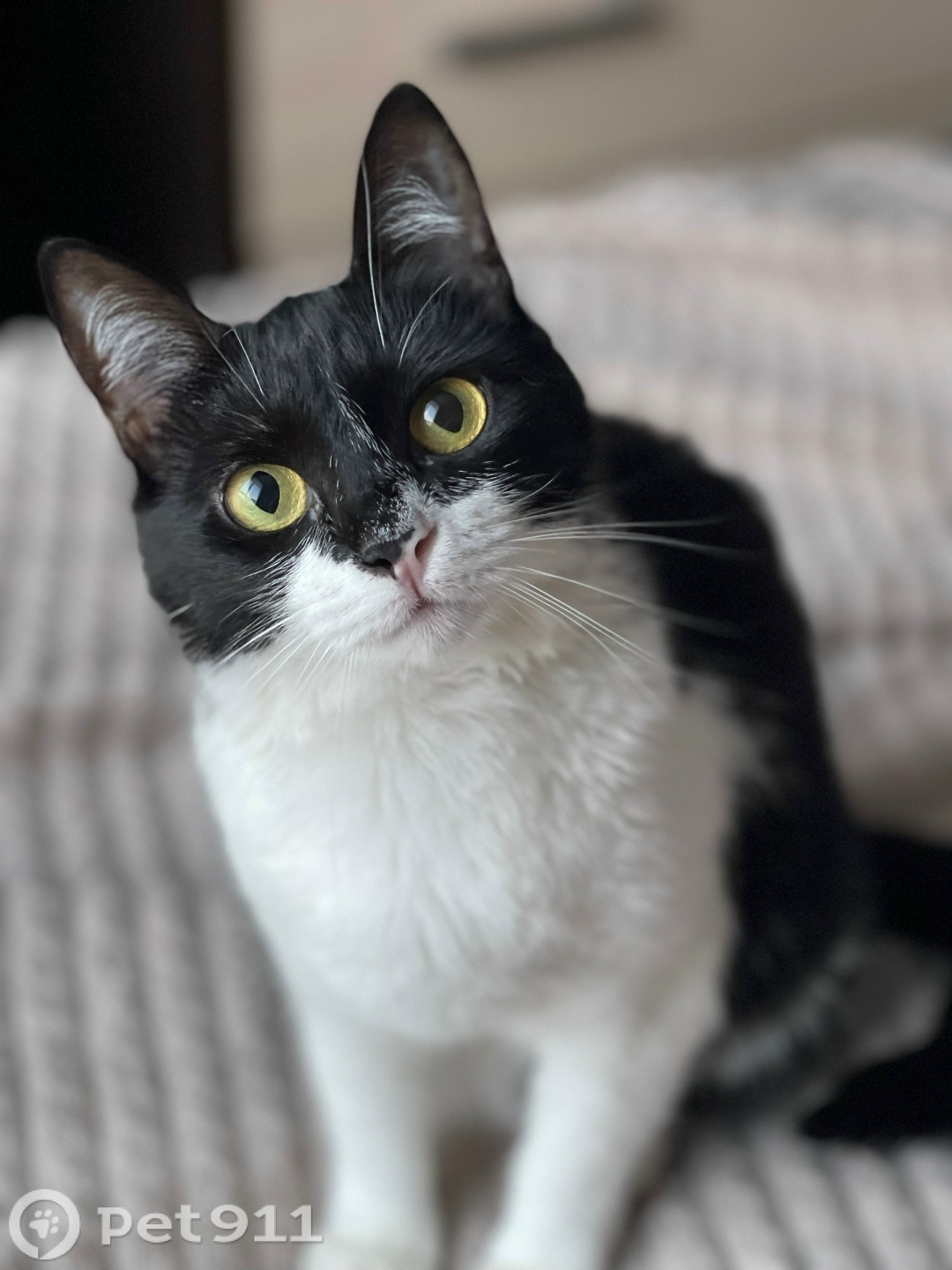 Пропала кошка в Ставрополе — фото объявления