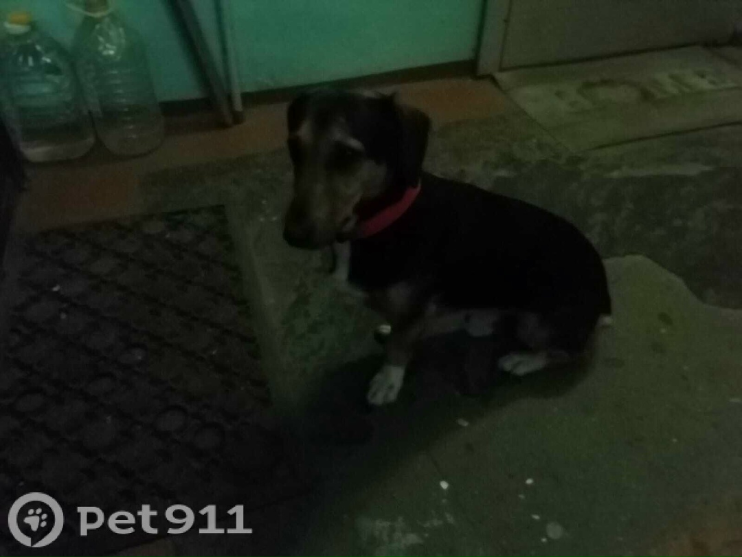 Найдена собака в Ставрополе — фото объявления