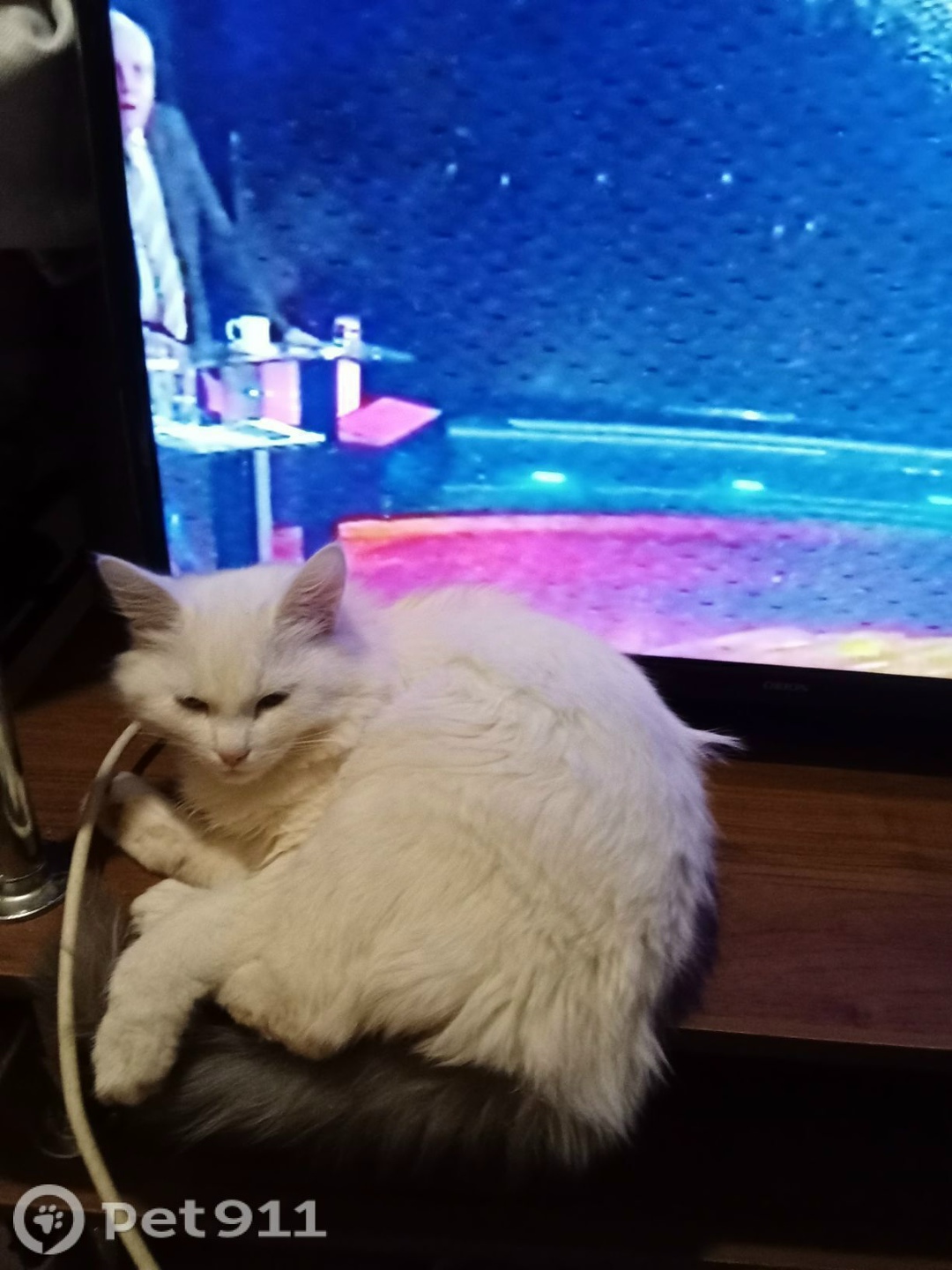 Пропала кошка в Ставрополе — фото объявления