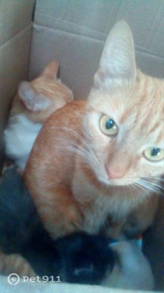 Пропала кошка в Ставрополе — фото объявления