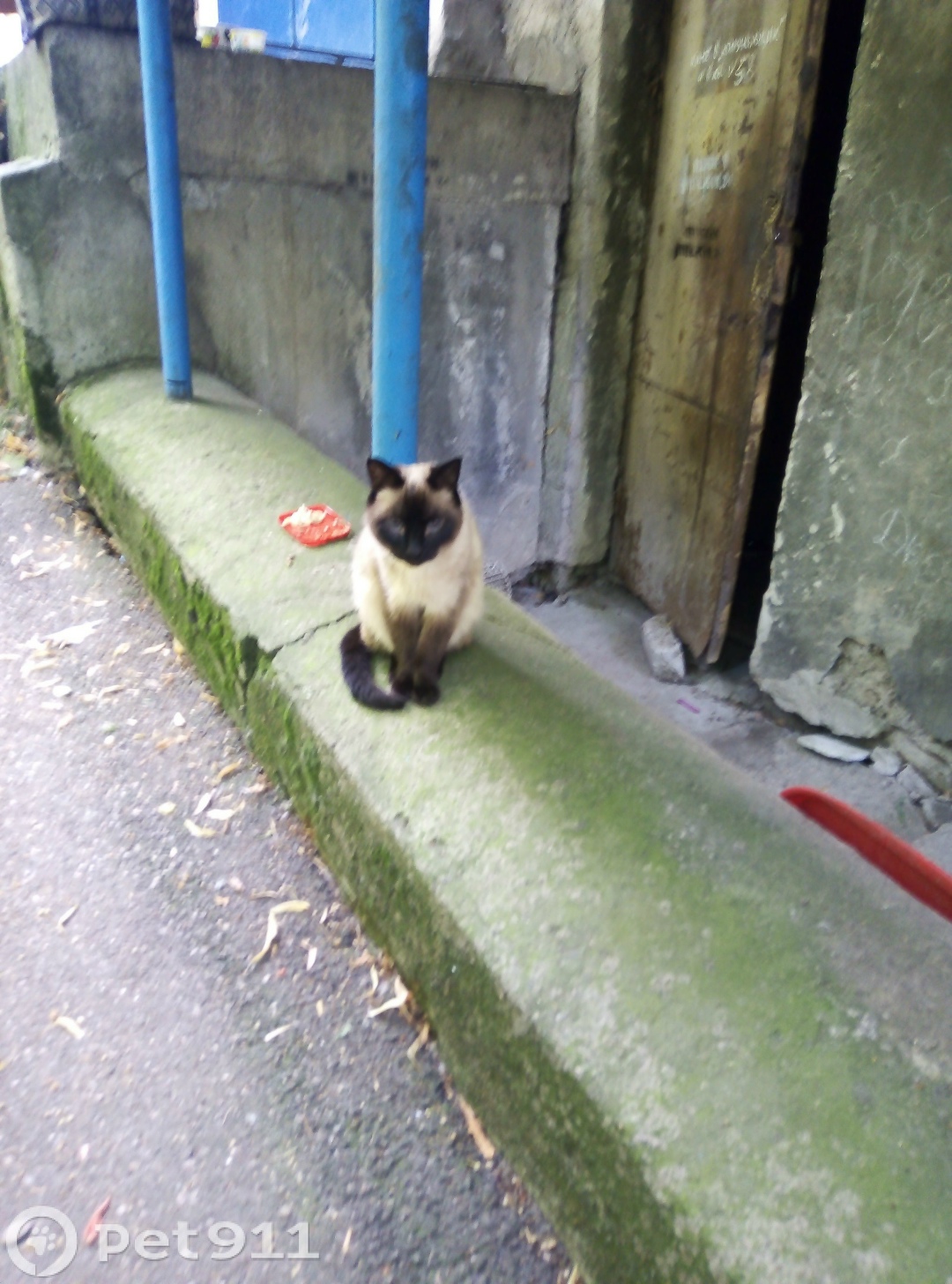 Найдена кошка в Ставрополе — фото объявления