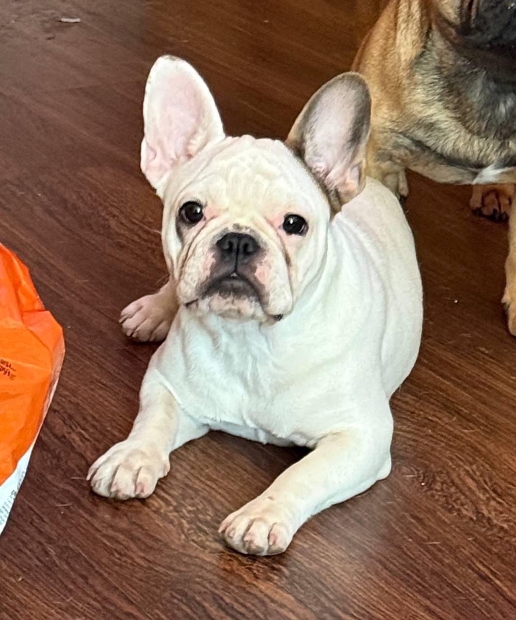 Пропала собака в Ставрополе — фото объявления