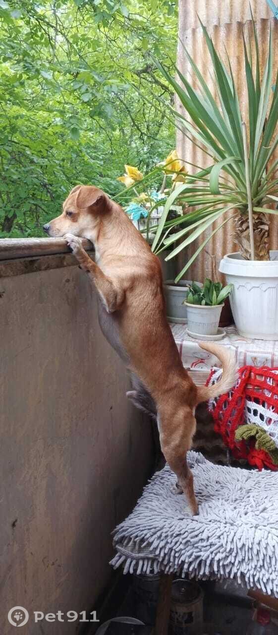 Пропала собака в Ставрополе — фото объявления
