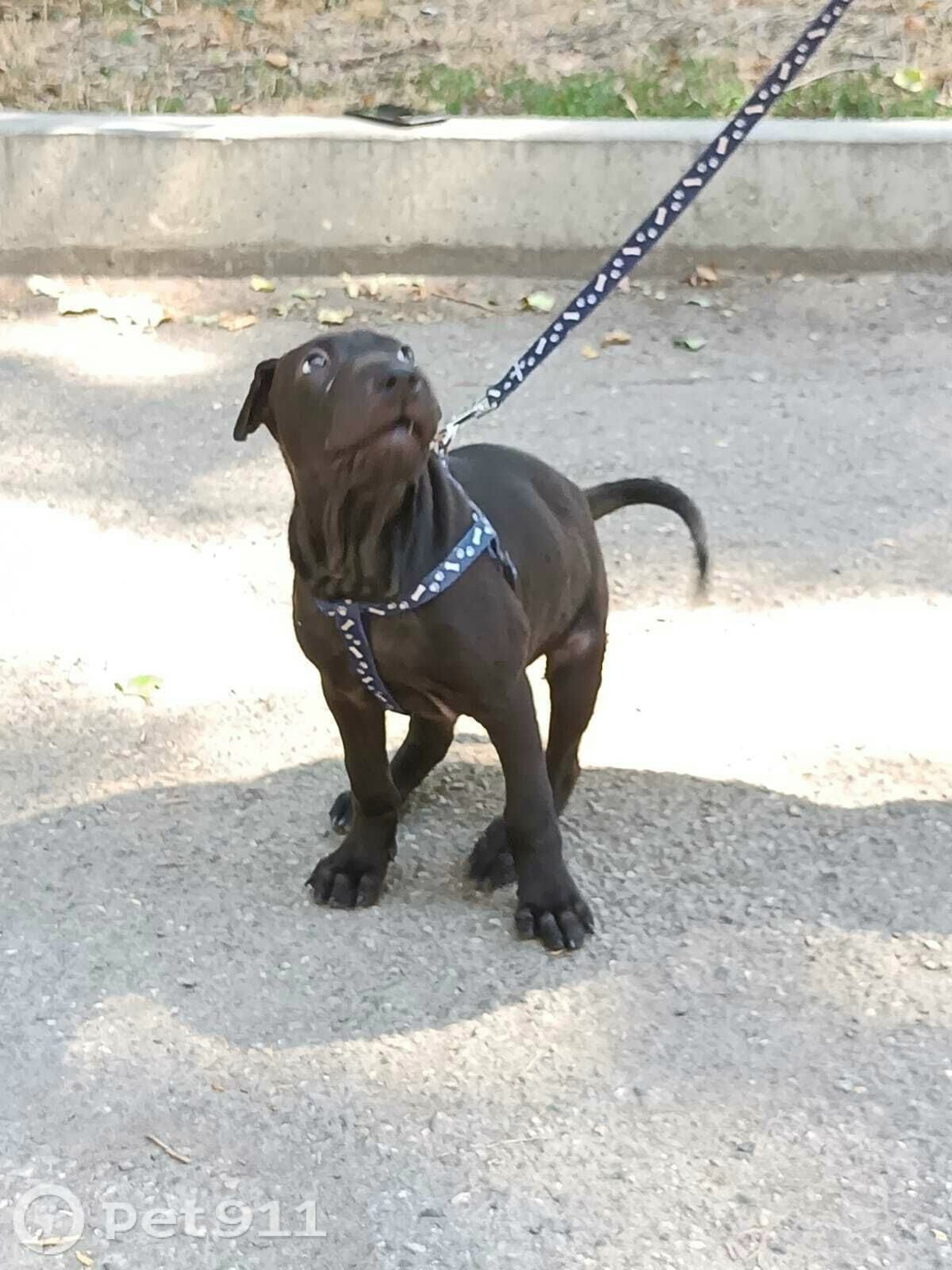 Найдена собака в Ставрополе — фото объявления