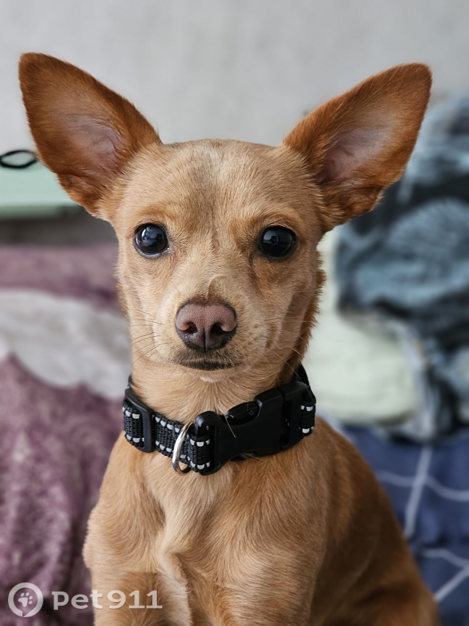 Пропала собака в Ставрополе — фото объявления