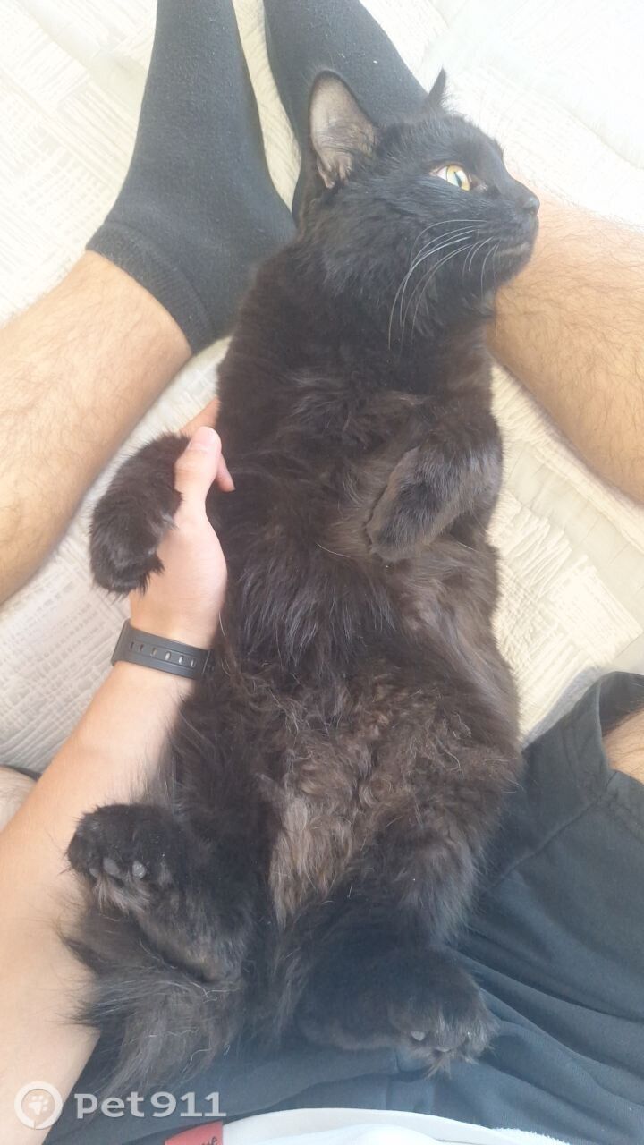 Найдена кошка в Ставрополе — фото объявления